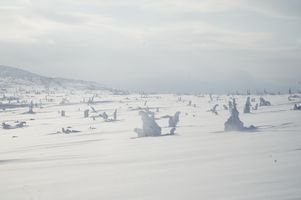 snow covered ground with frost covered shrubs