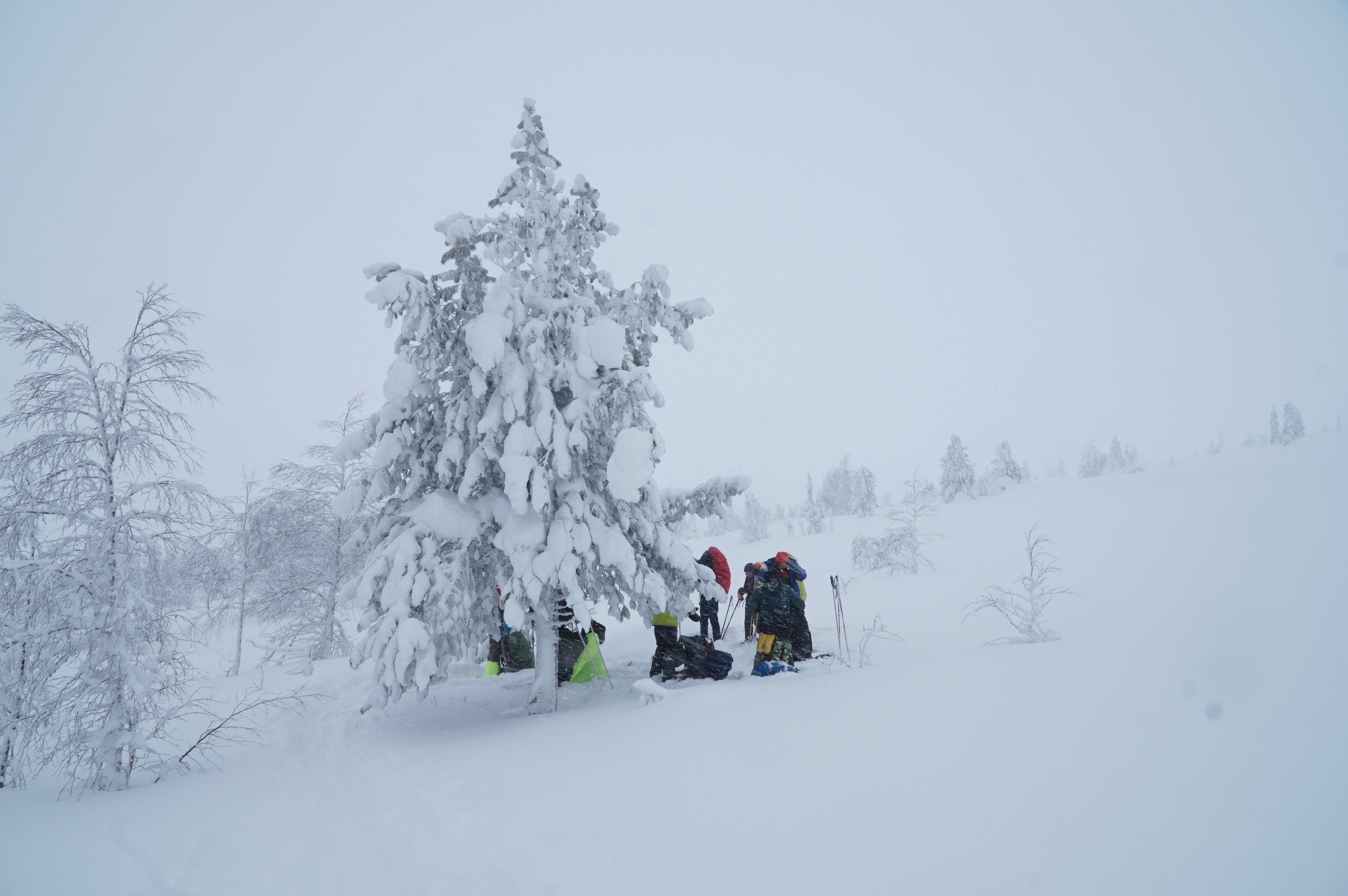 skiers standing by a snow covered tree