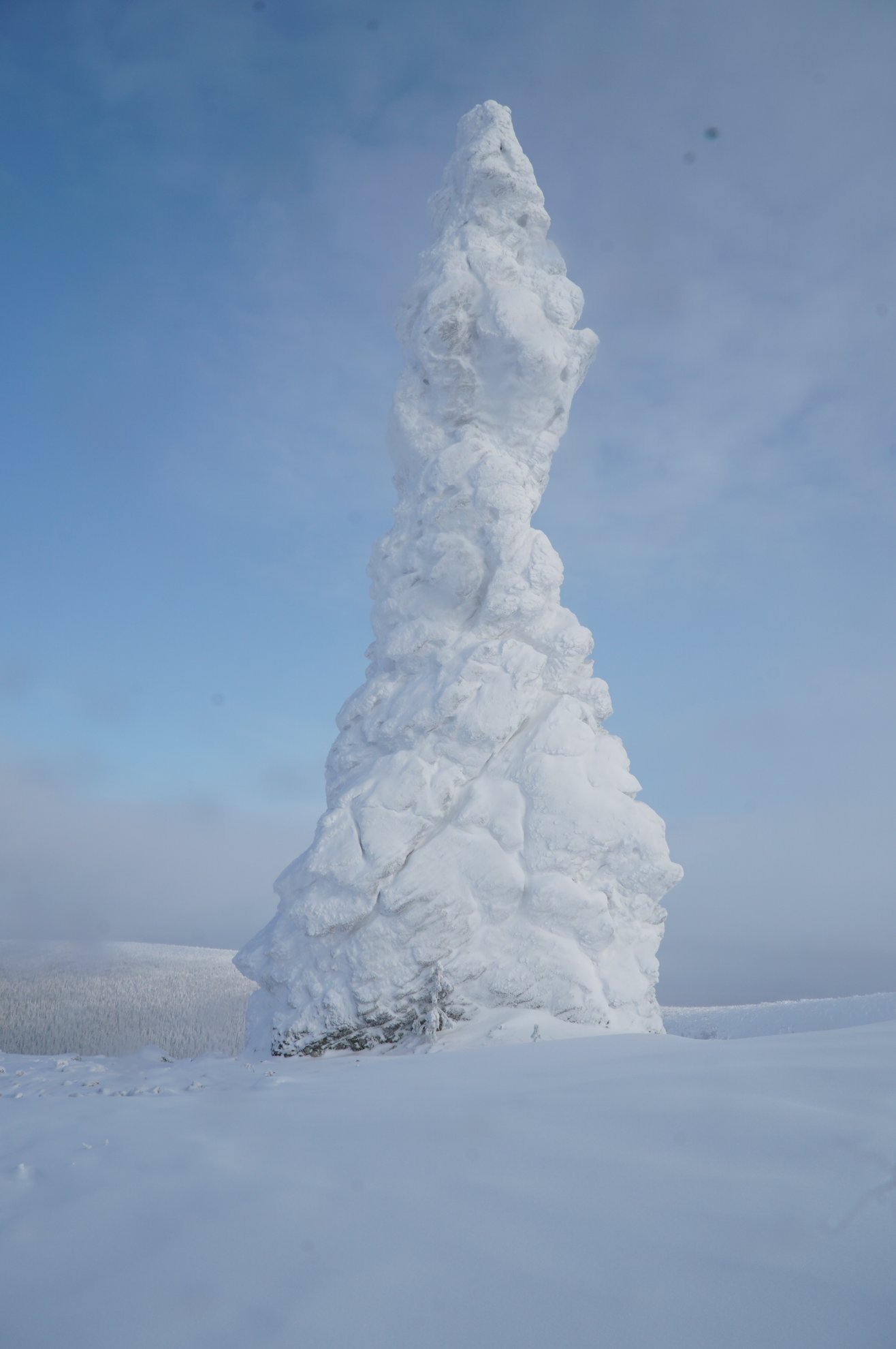 Snow covered tree against a blue sky