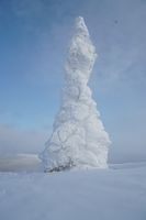 Snow covered tree against a blue sky