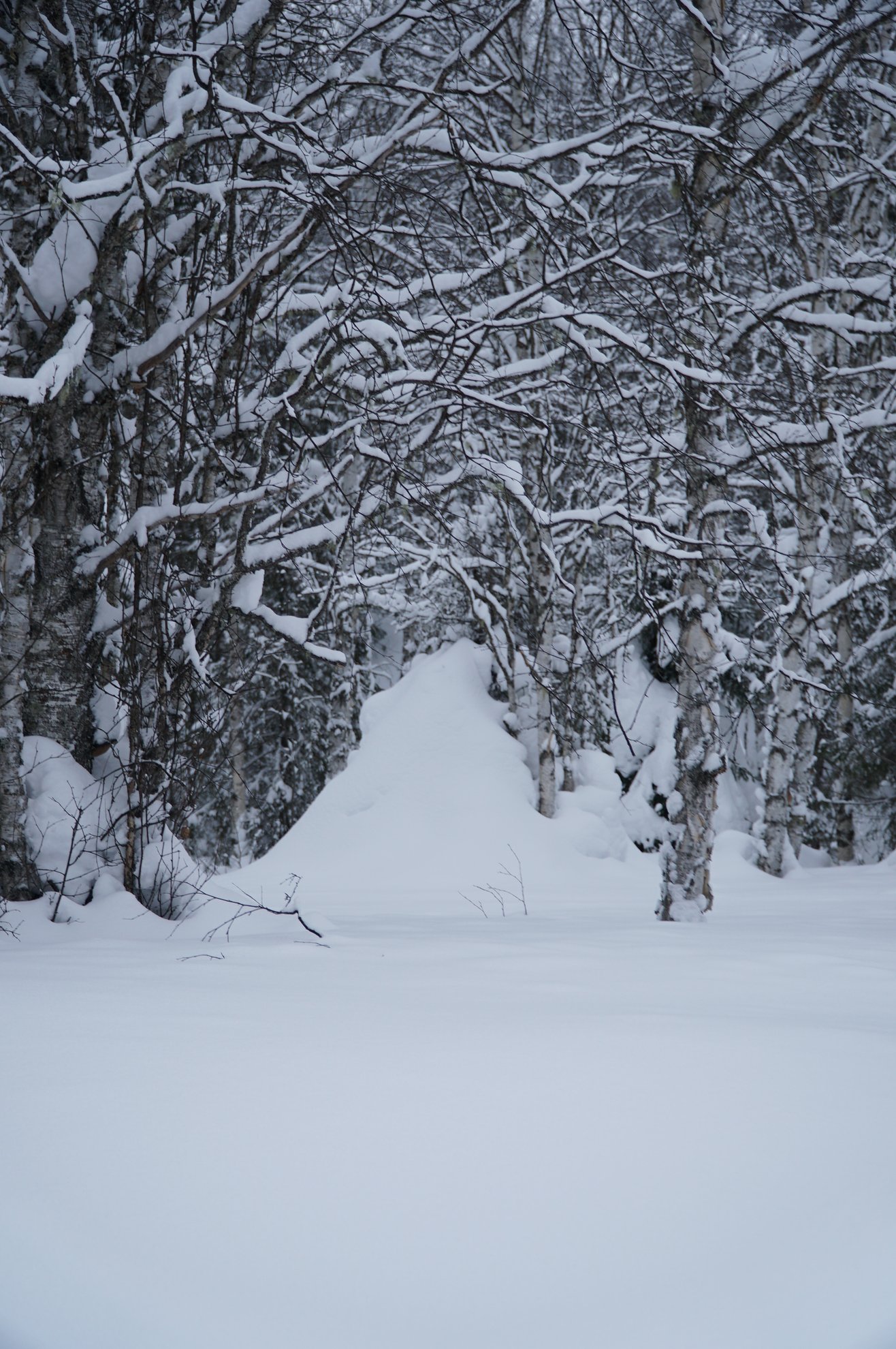 bétulas cobertas de neve e profundas camadas de neve