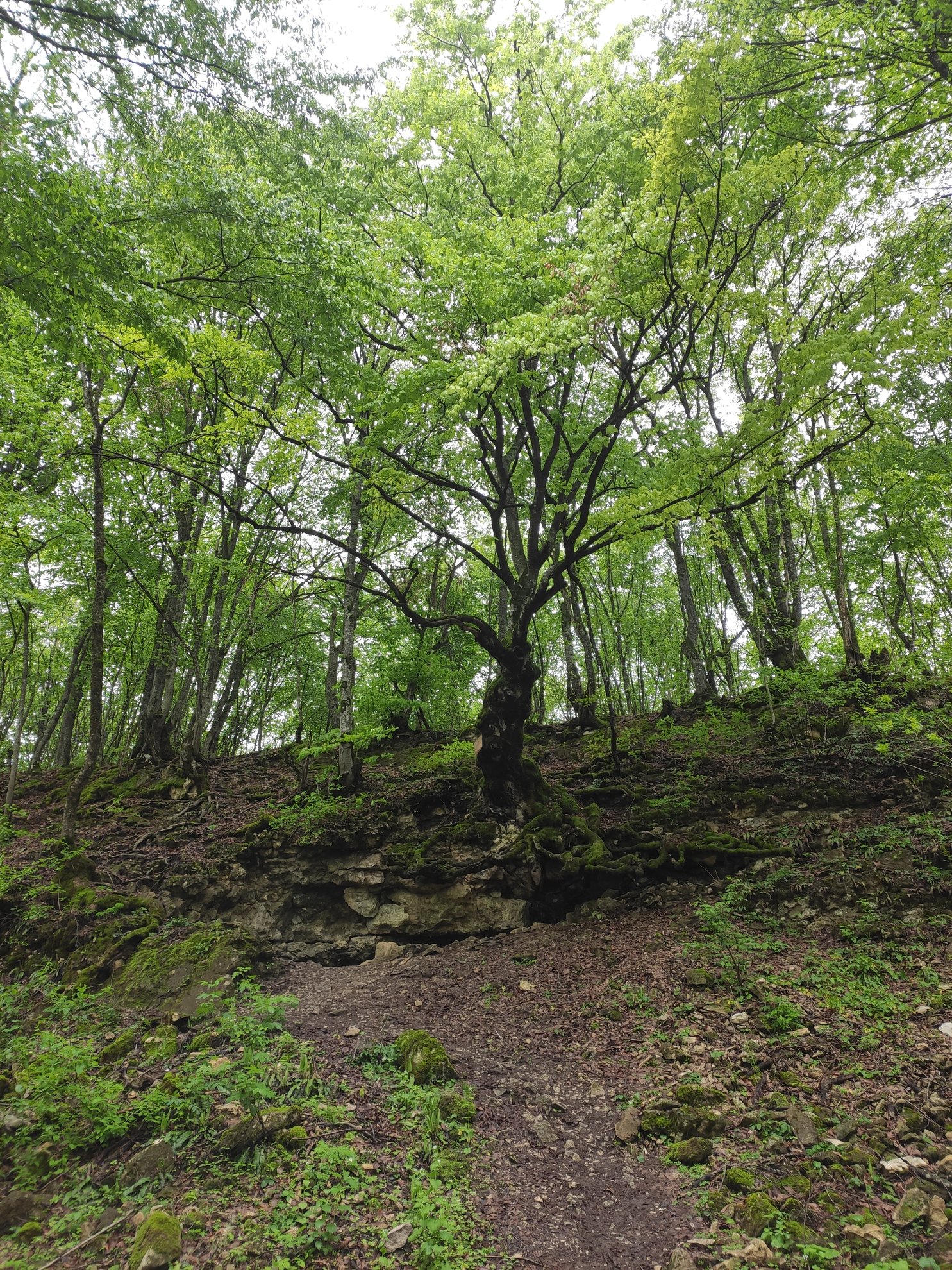 large tree growing on a rocky slope in the forest