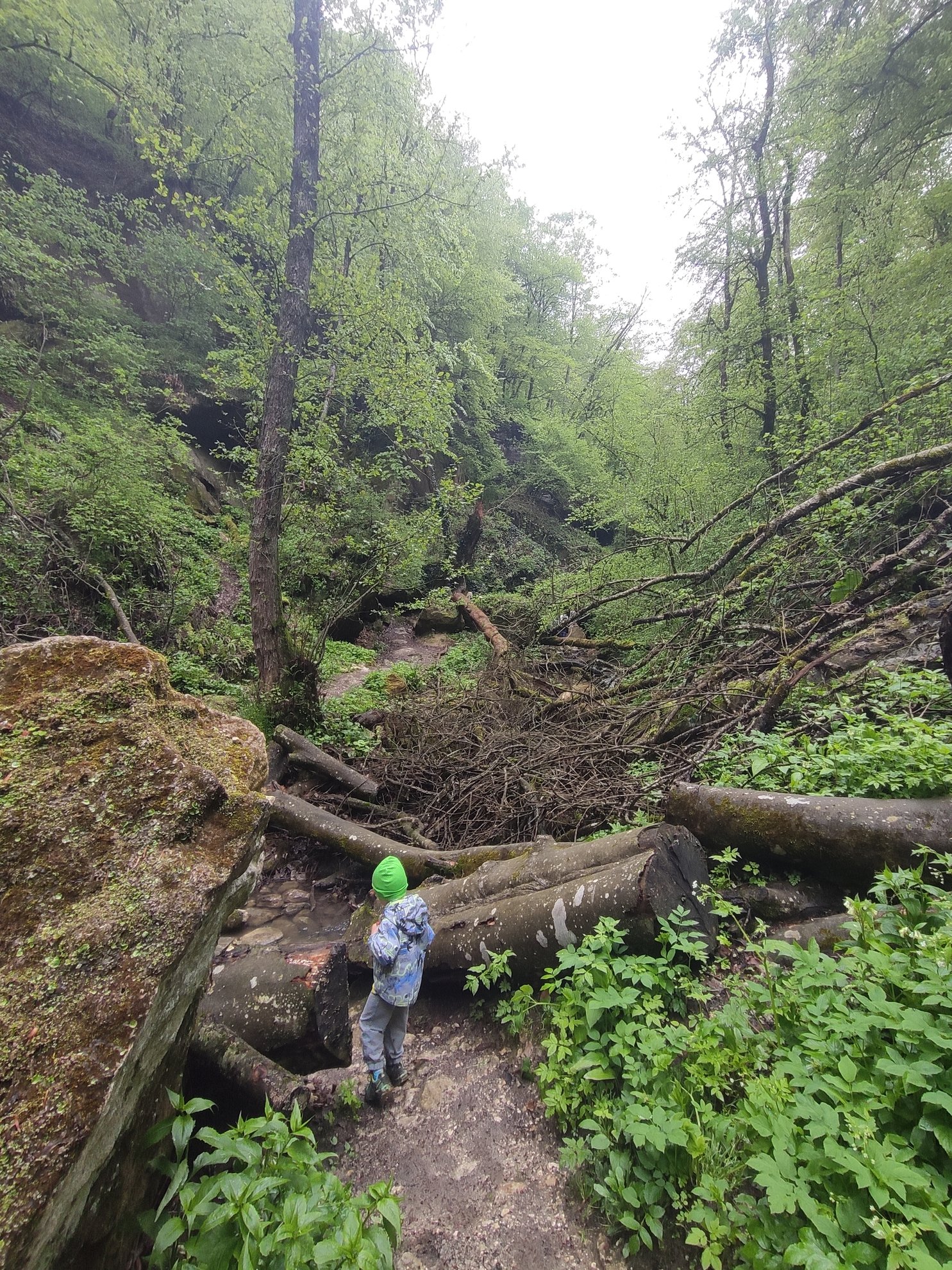 forest path with fallen logs and large boulders