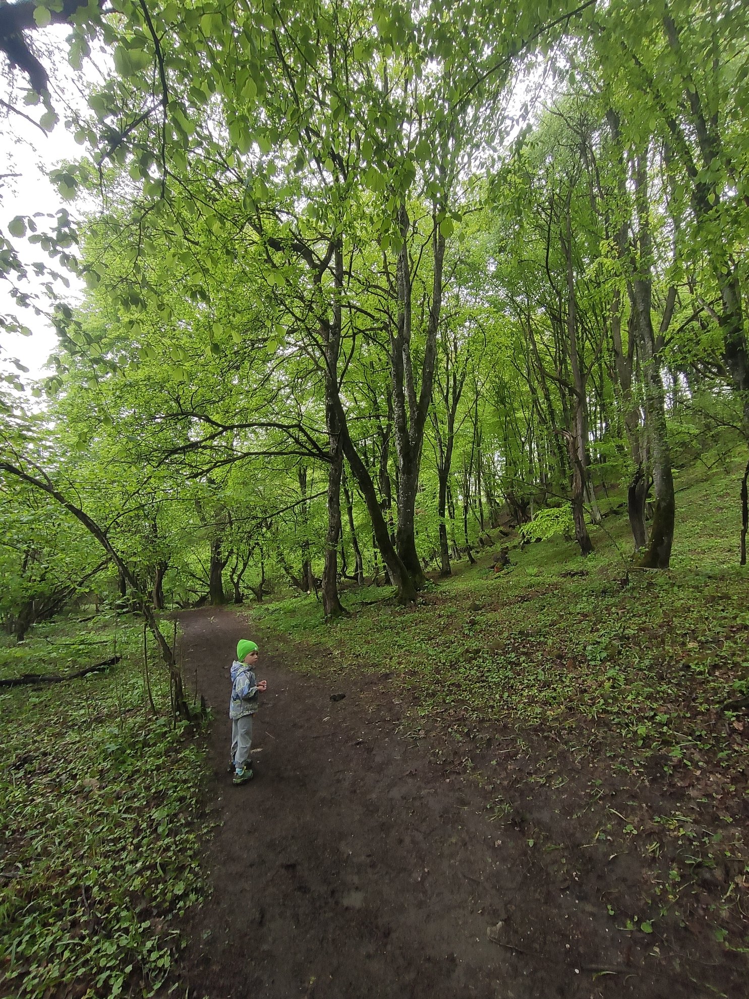 dirt path through a green forest