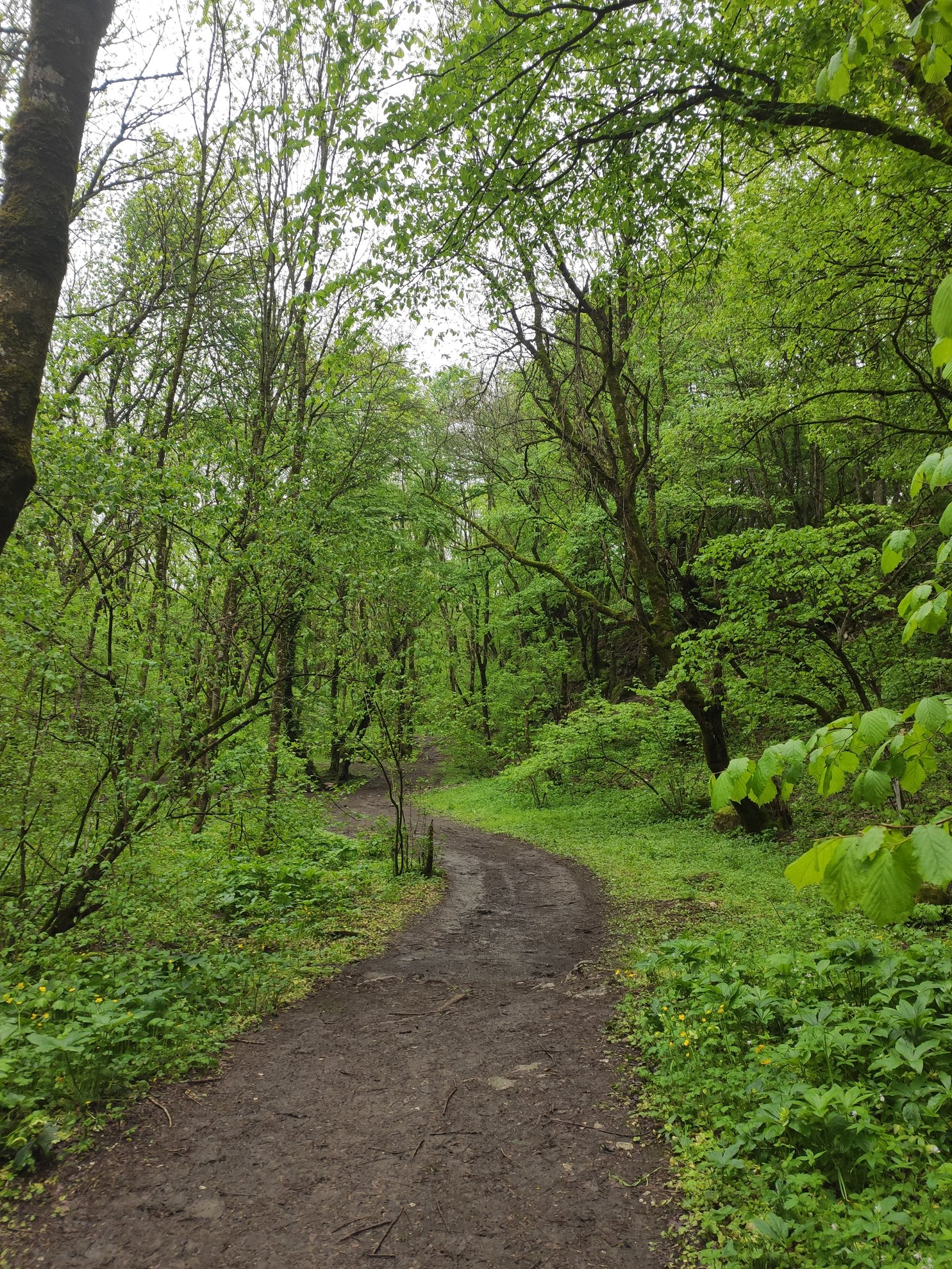 dirt path winding through a green forest