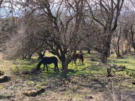 cavalos a pastar sob árvores