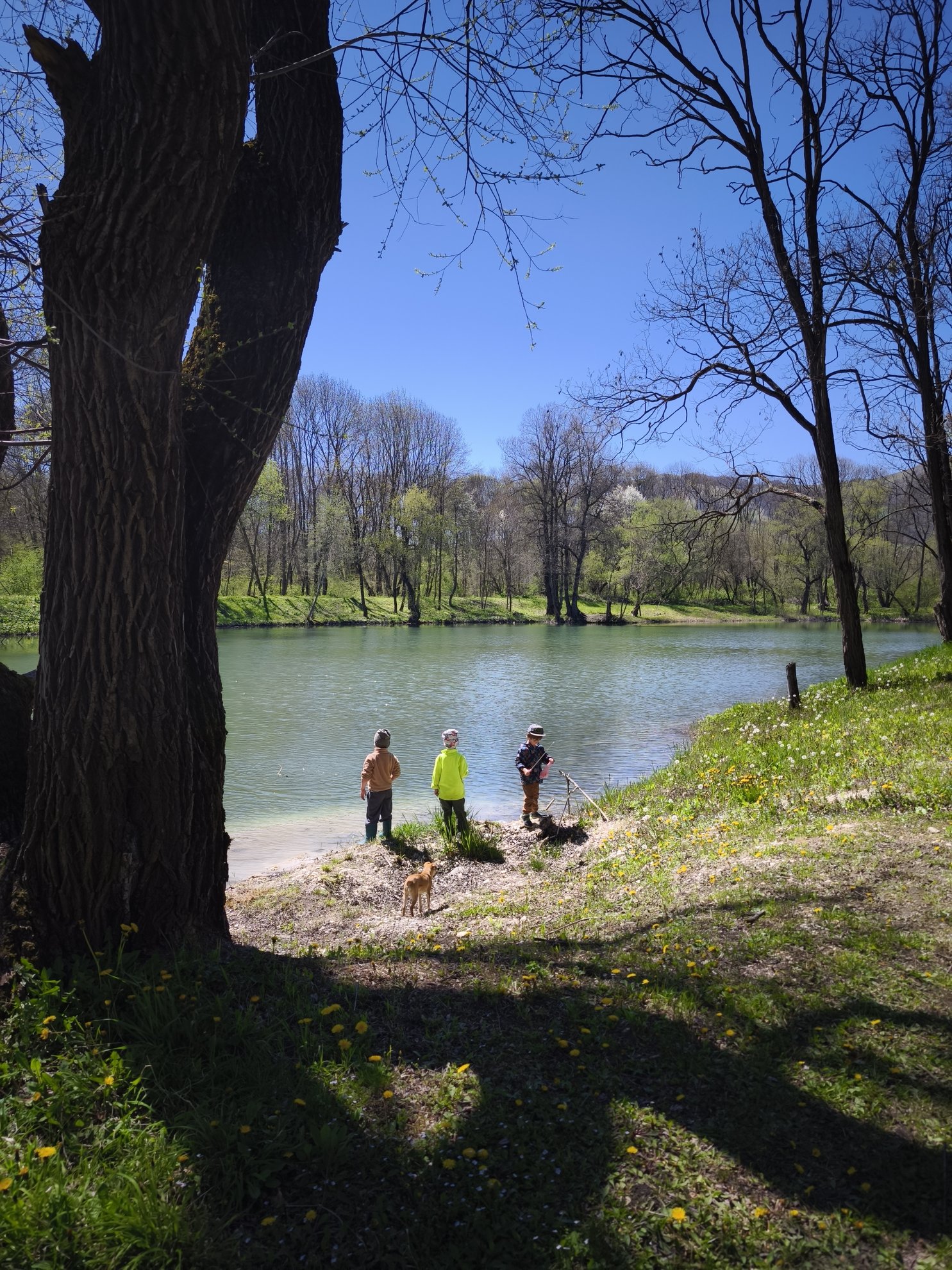 shoreline of the lake viewed from under a tree