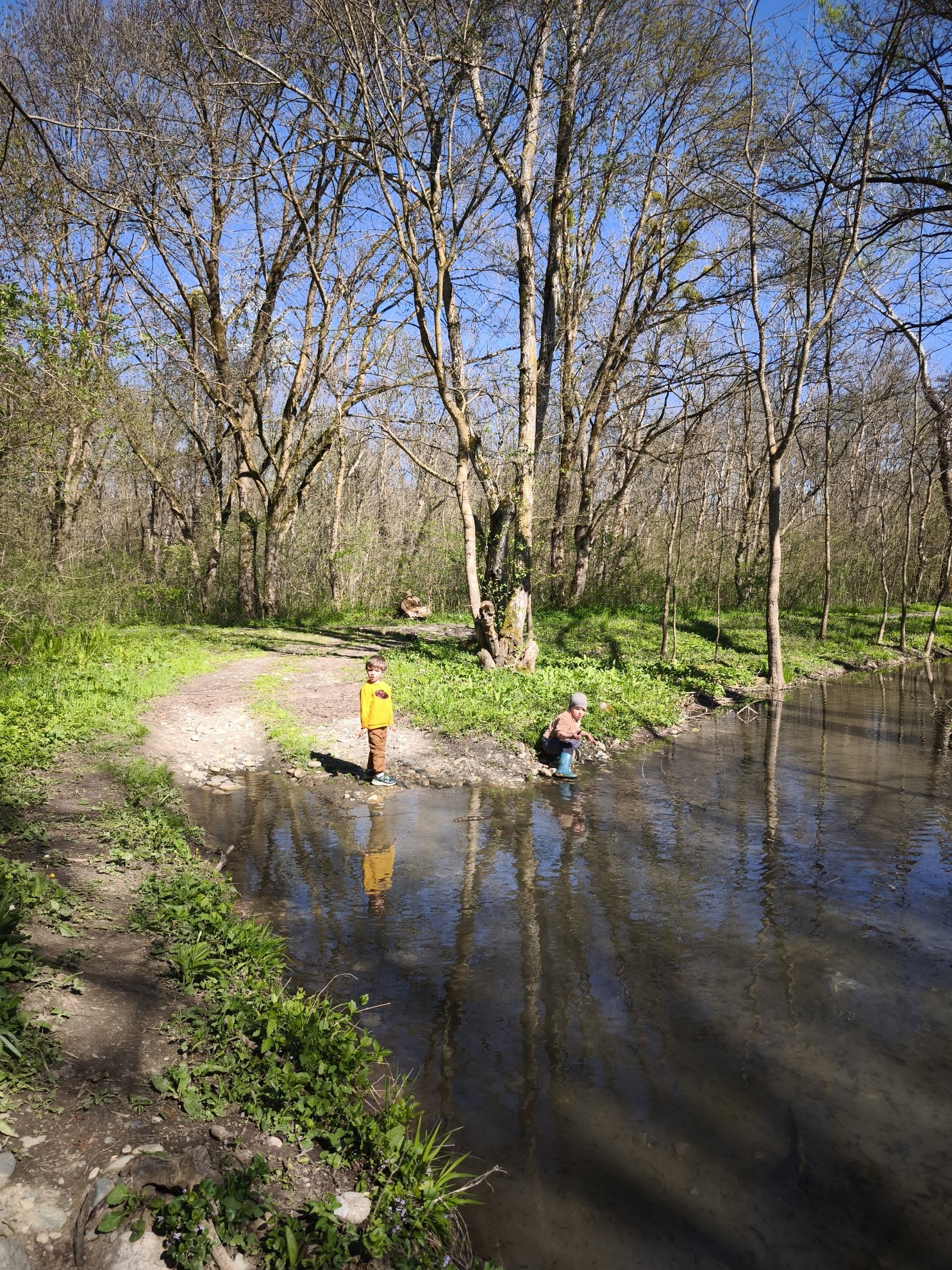shoreline with a dirt path and surrounding trees