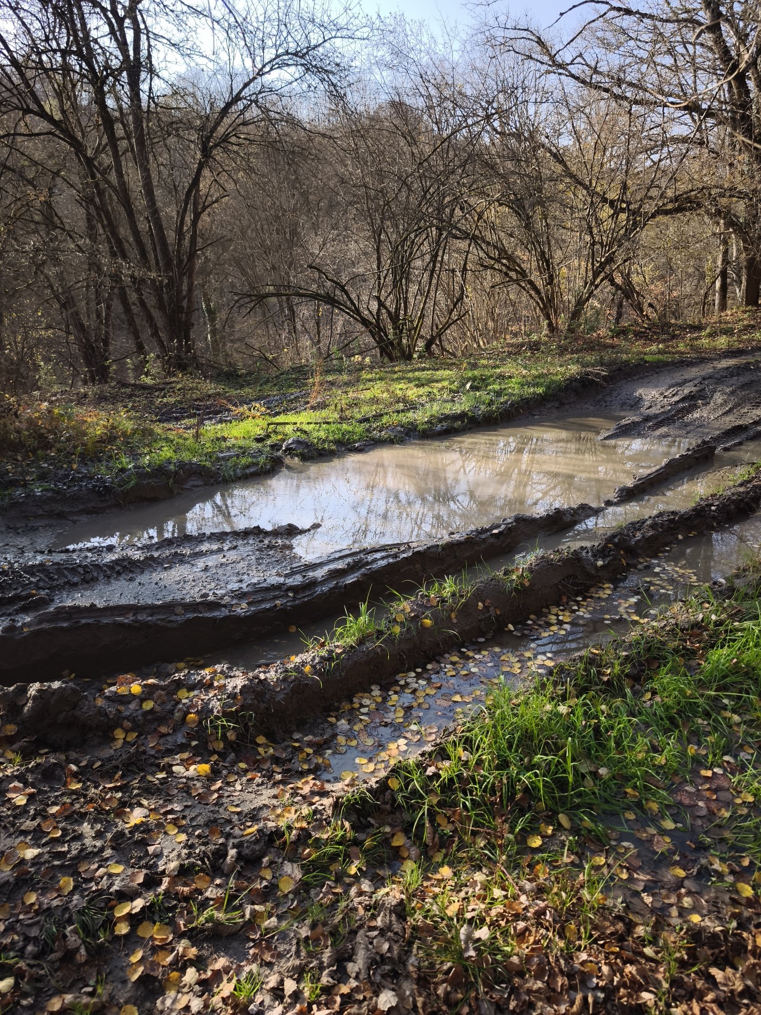 muddy off-road track through a forest