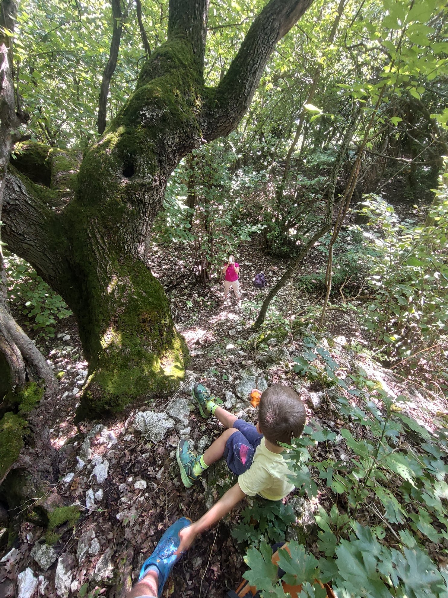 low angle view of mossy tree trunk and rocky ground
