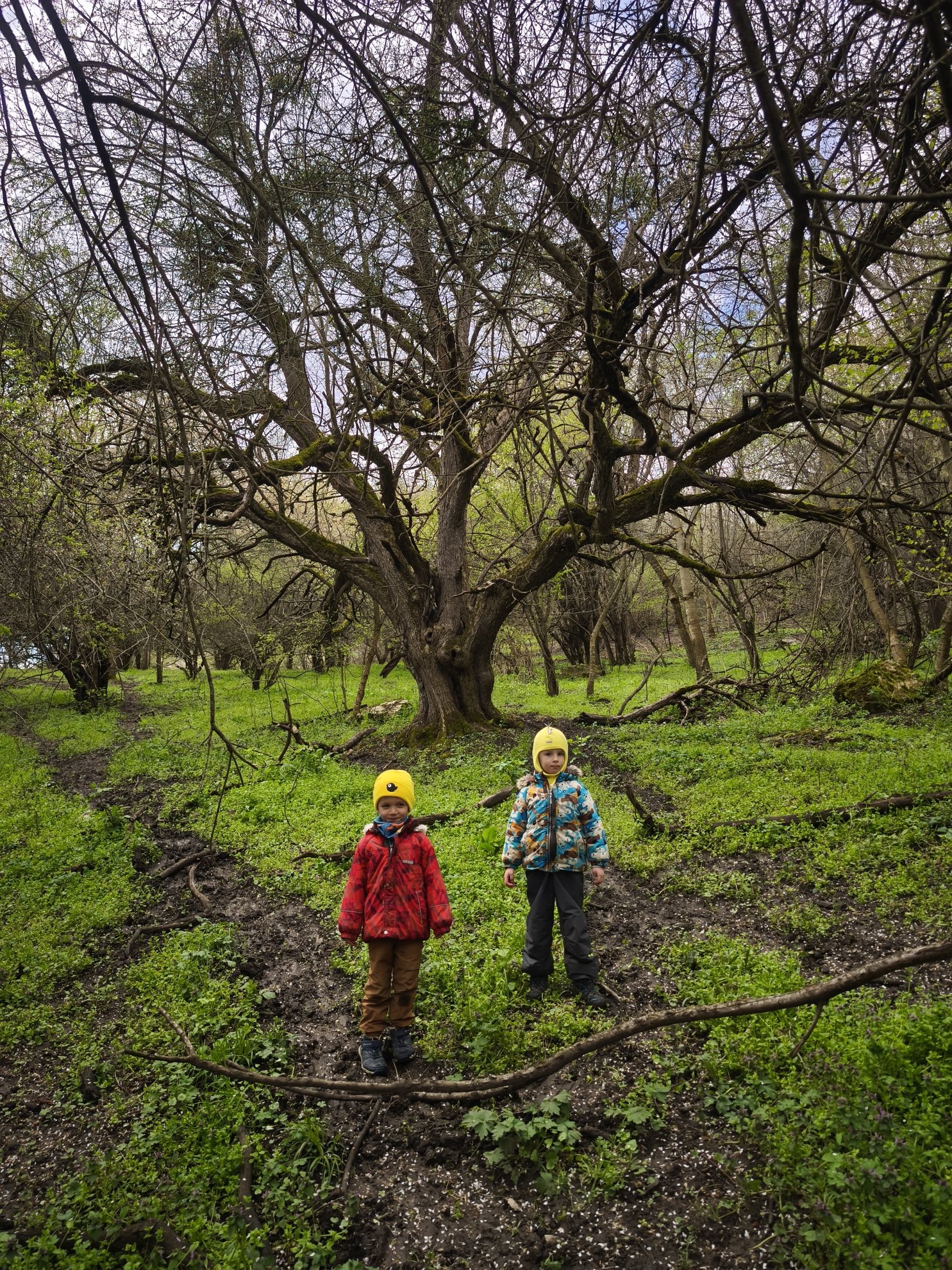 view of large spreading tree branches and forest floor