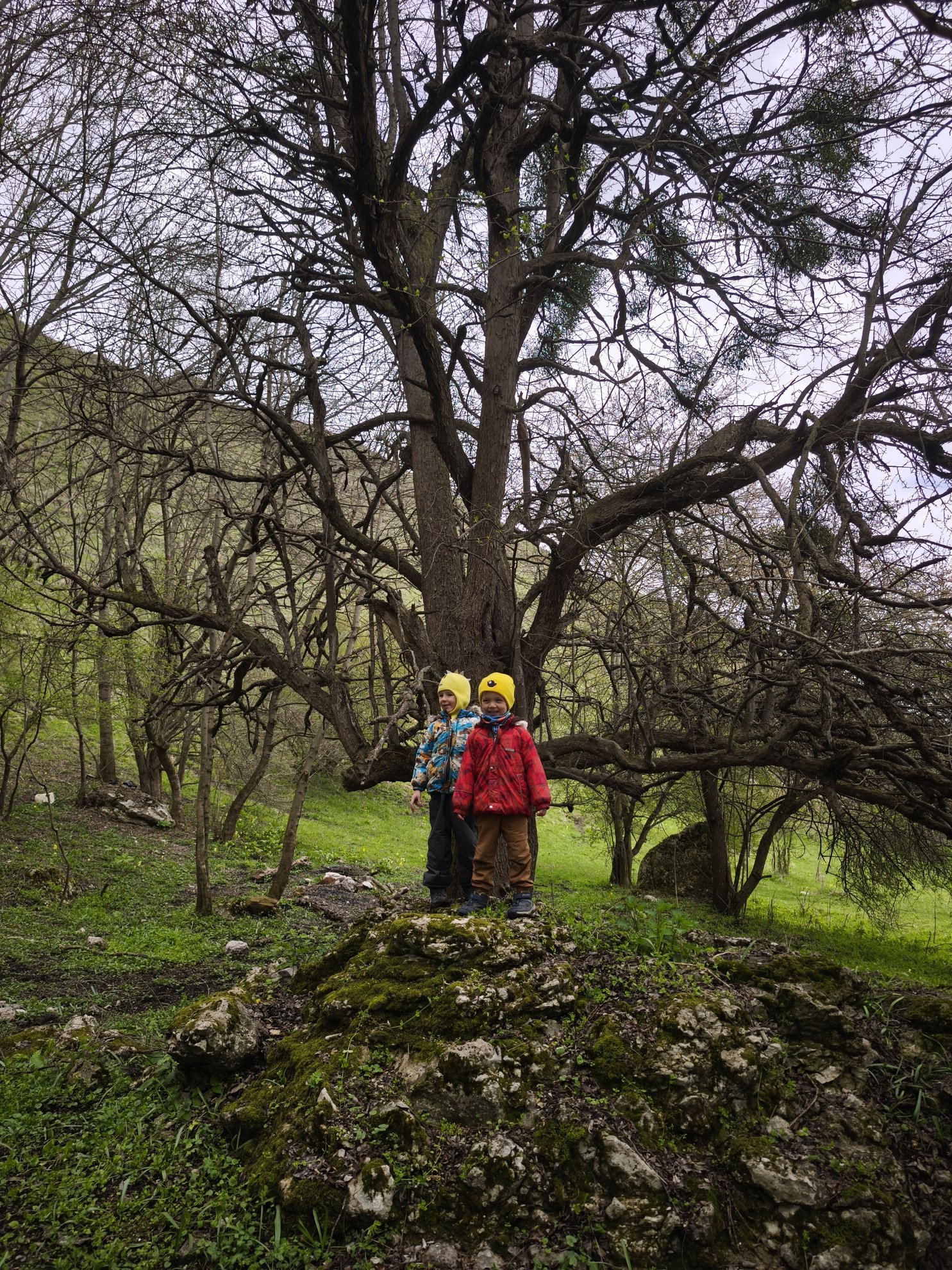 large tree and mossy rock formation