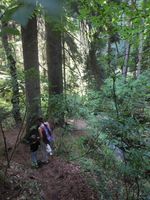 dirt path through a dense forest of tall trees