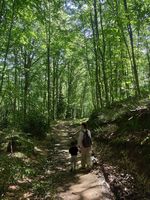 caminho de terra através de uma floresta densa