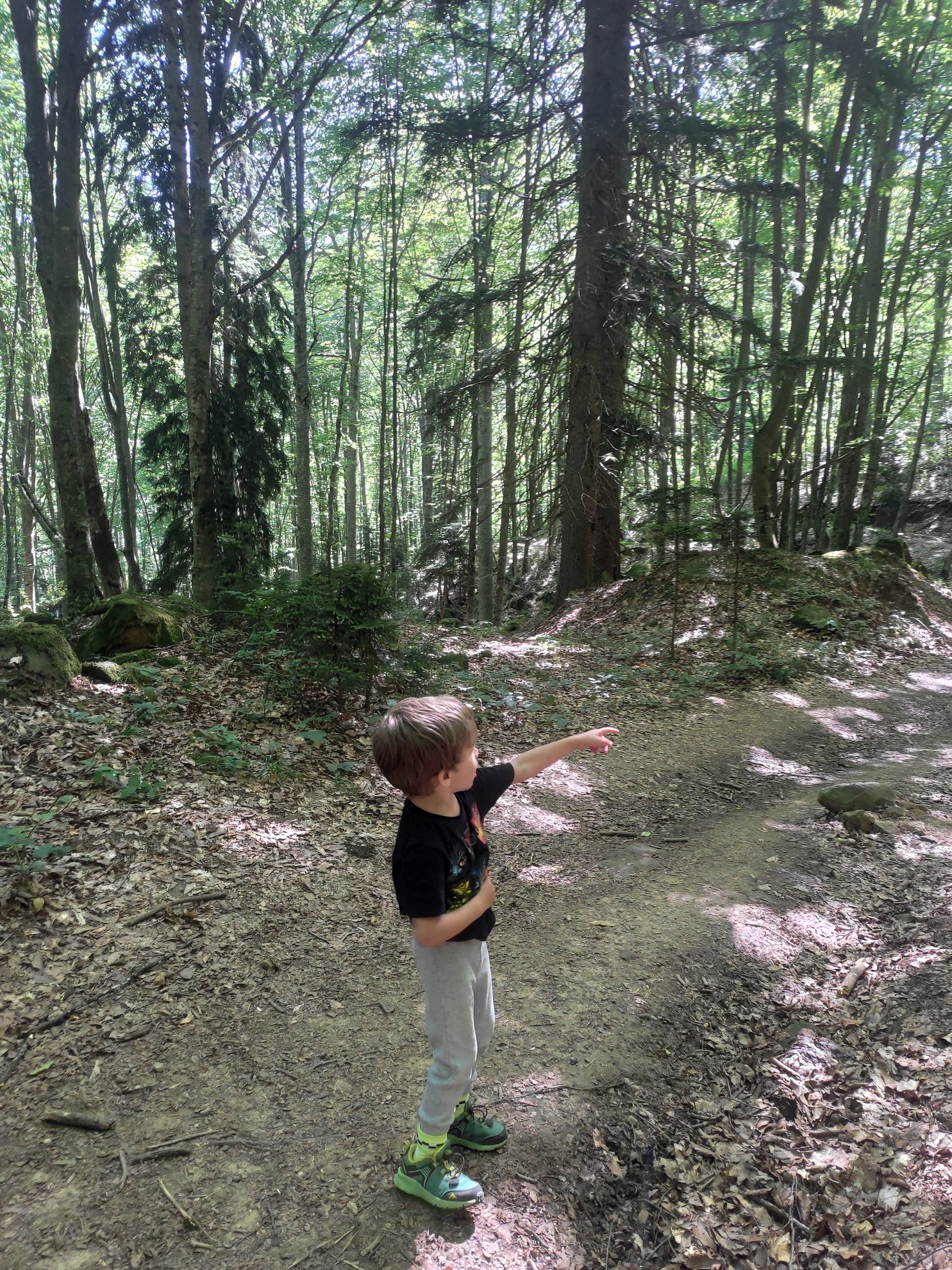 caminho de terra através de uma floresta densa