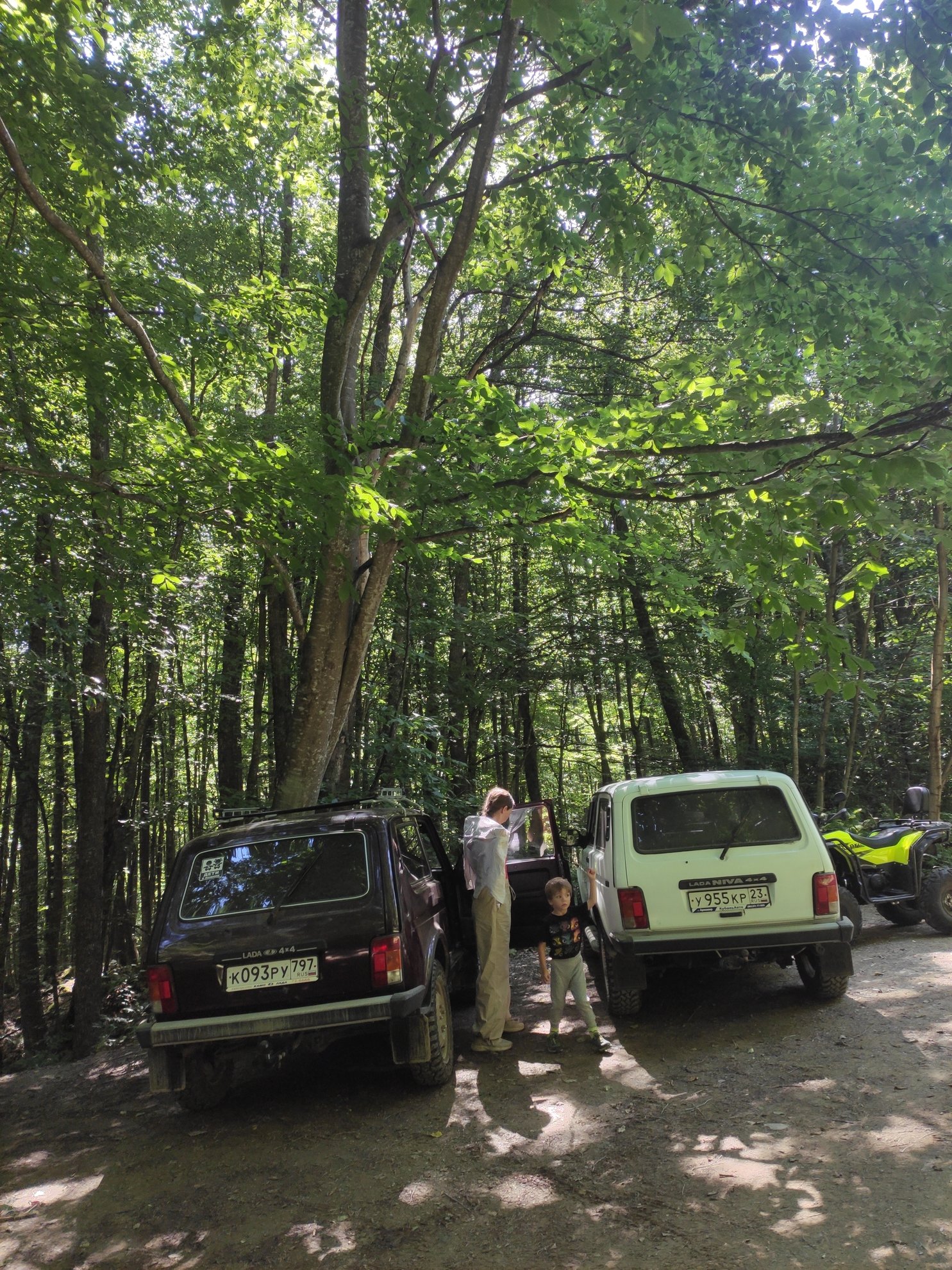 Veículos estacionados numa estrada de terra sob a copa de uma floresta