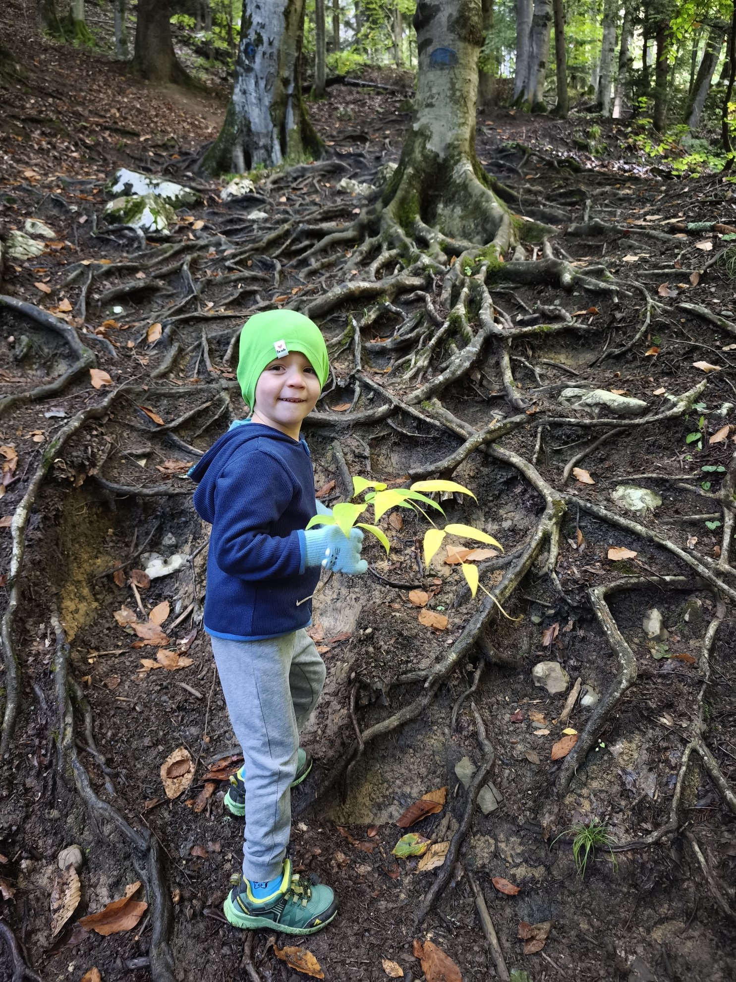 tree roots on a forest slope