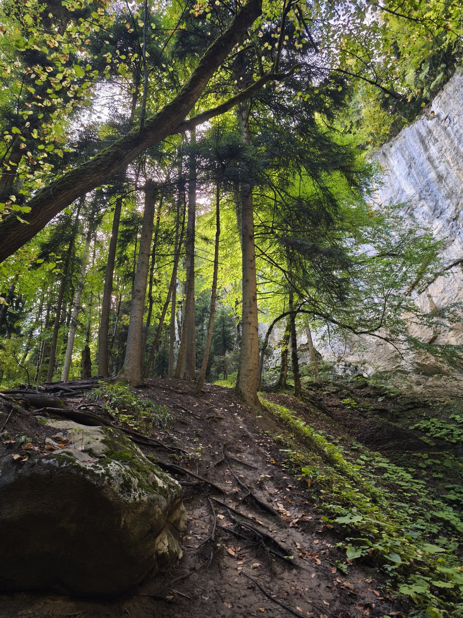 low angle view of forest trail with tree roots and rocks