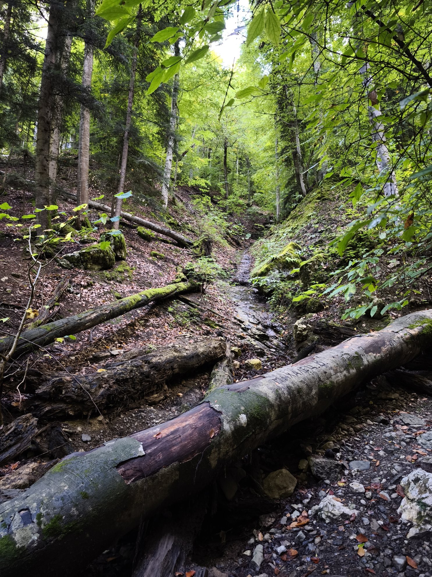 fallen logs across a small creek in the forest