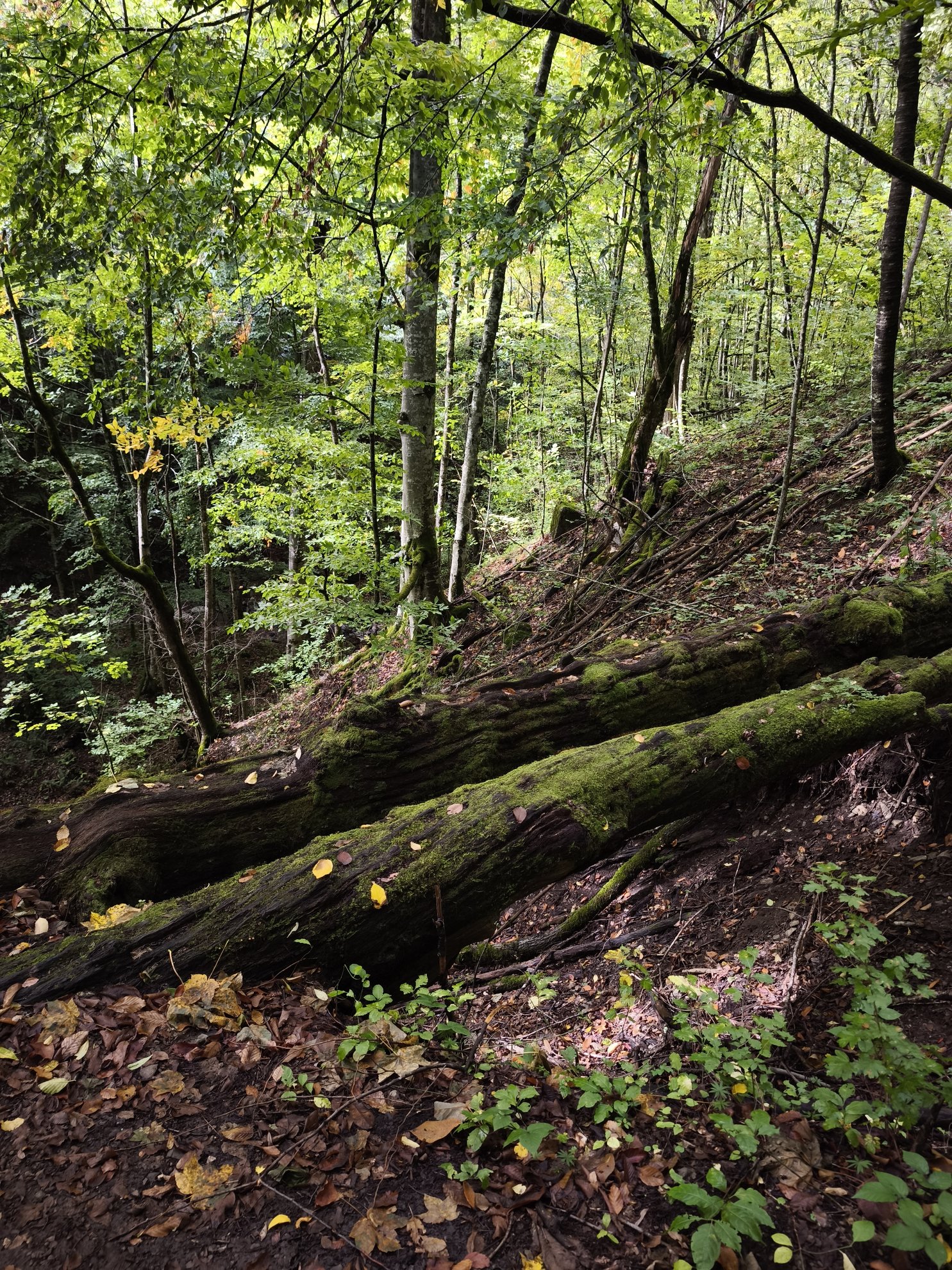 moss covered fallen logs on a forest slope