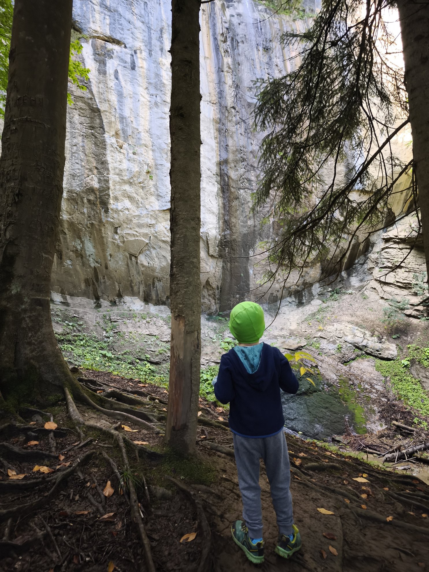 view of tall trees and a rocky cliff face
