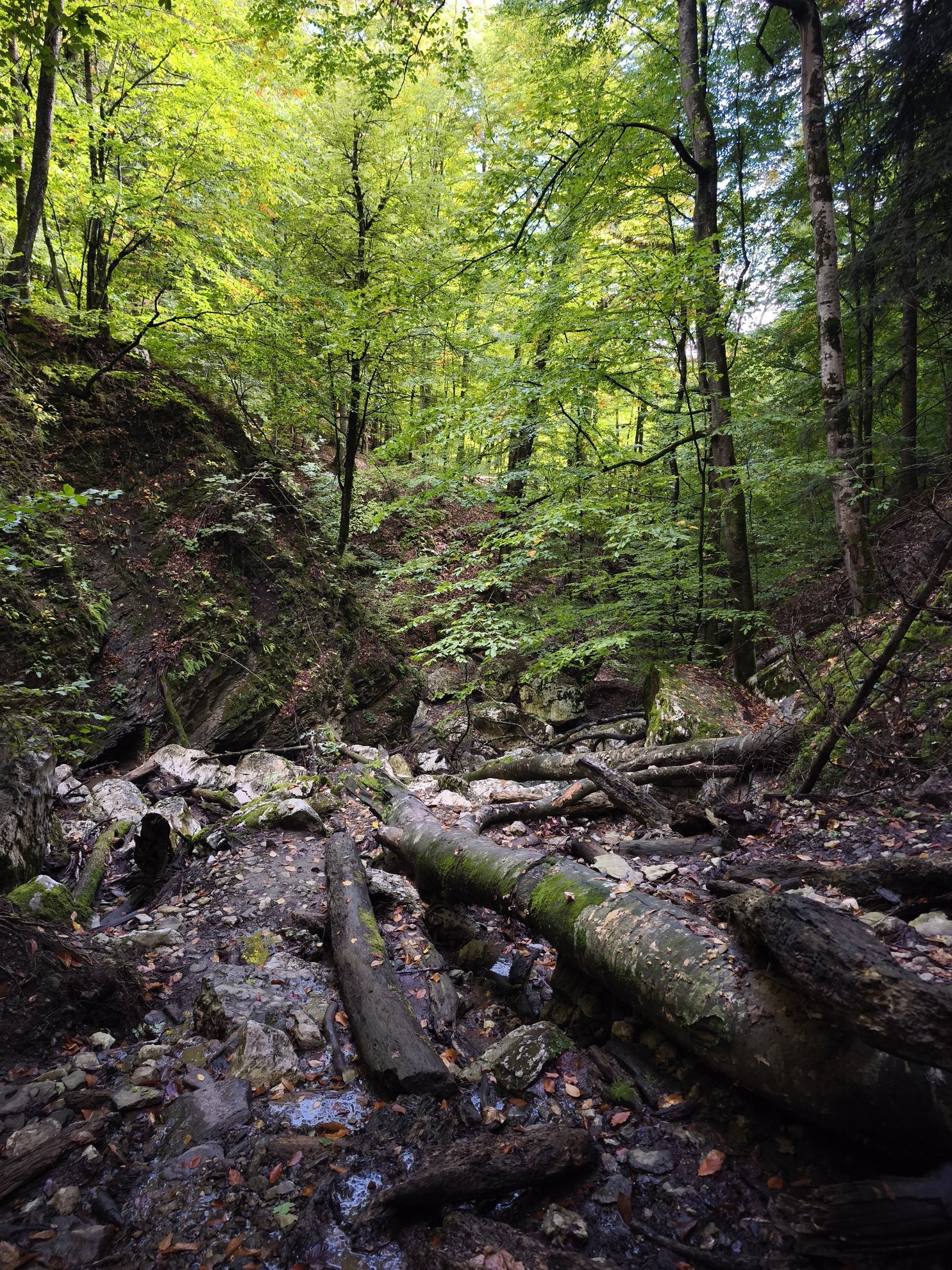 forest floor with fallen logs and a dry creek bed