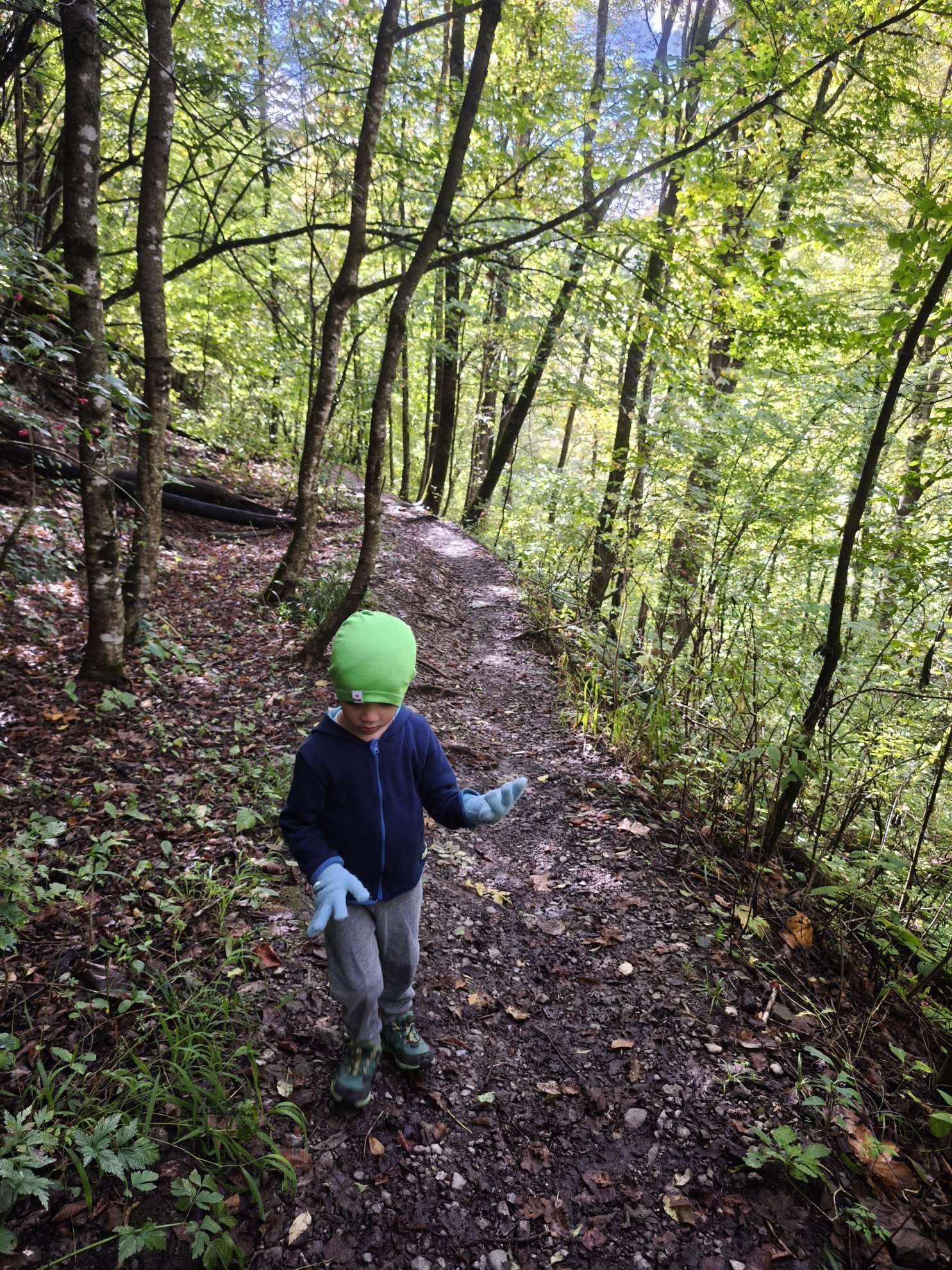 dirt path through a forest of tall trees