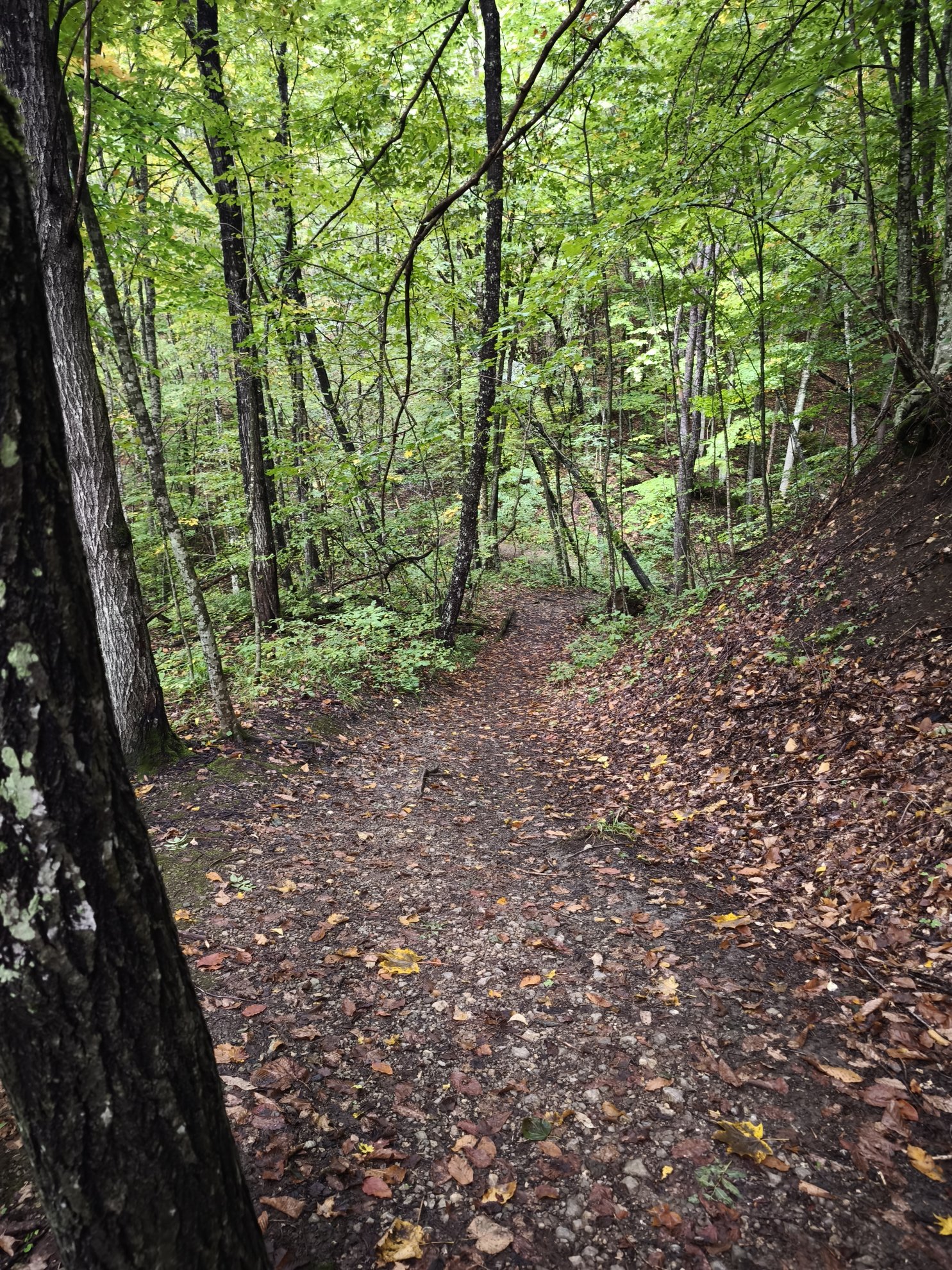 dirt path through a forest