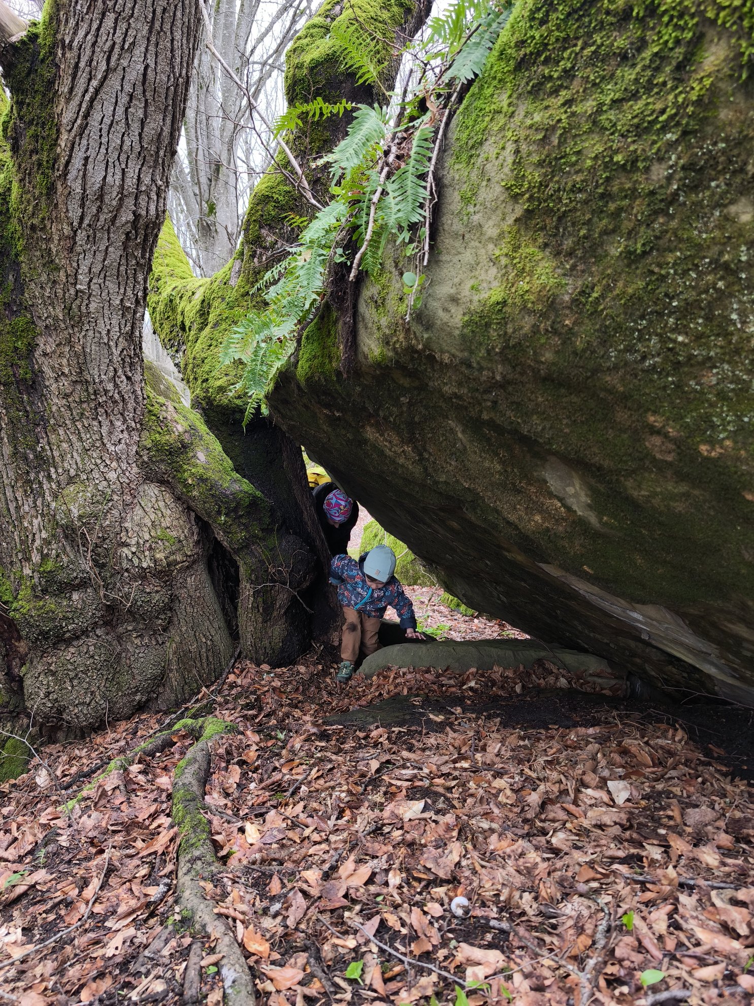 low passage between a mossy rock and a tree trunk