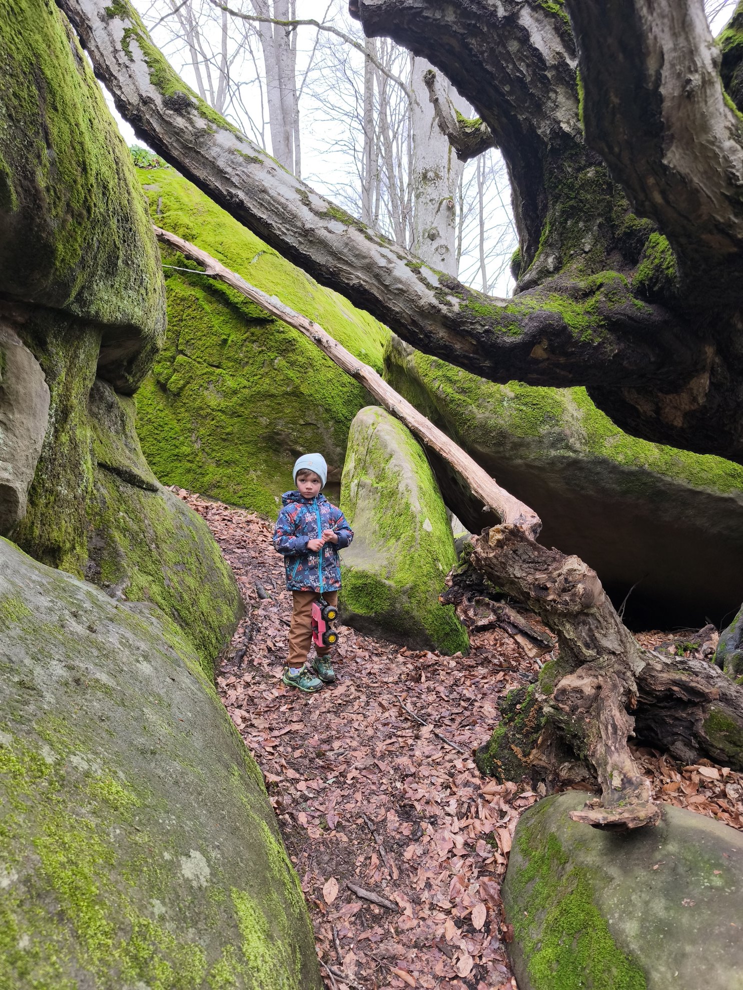 mossy rocks and fallen tree branches in a forest