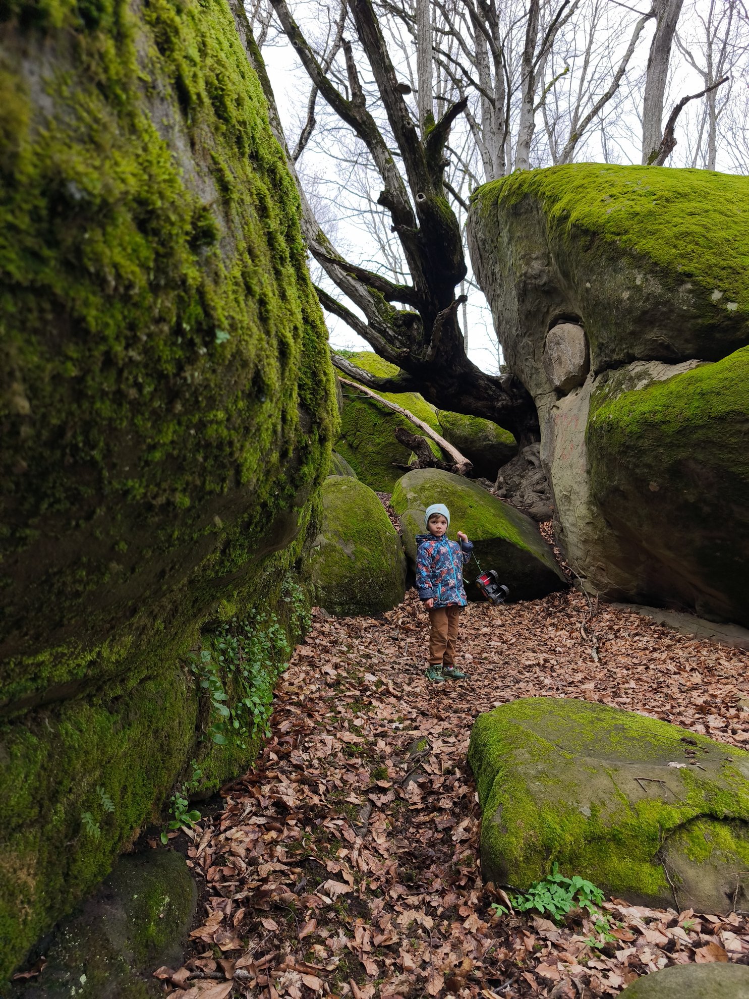 passage between moss covered rocks and forest floor