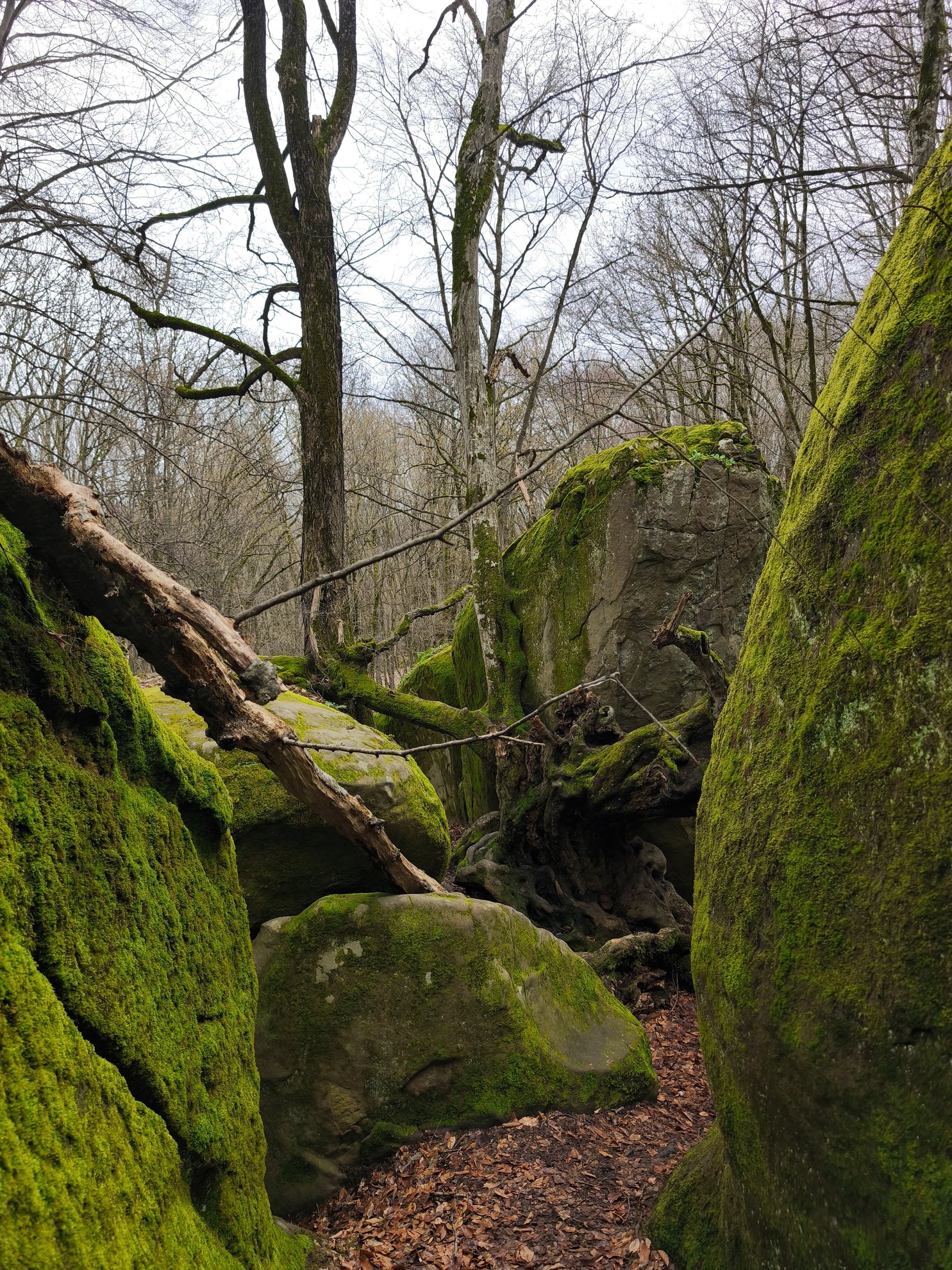 moss covered rocks and fallen branches in a forest