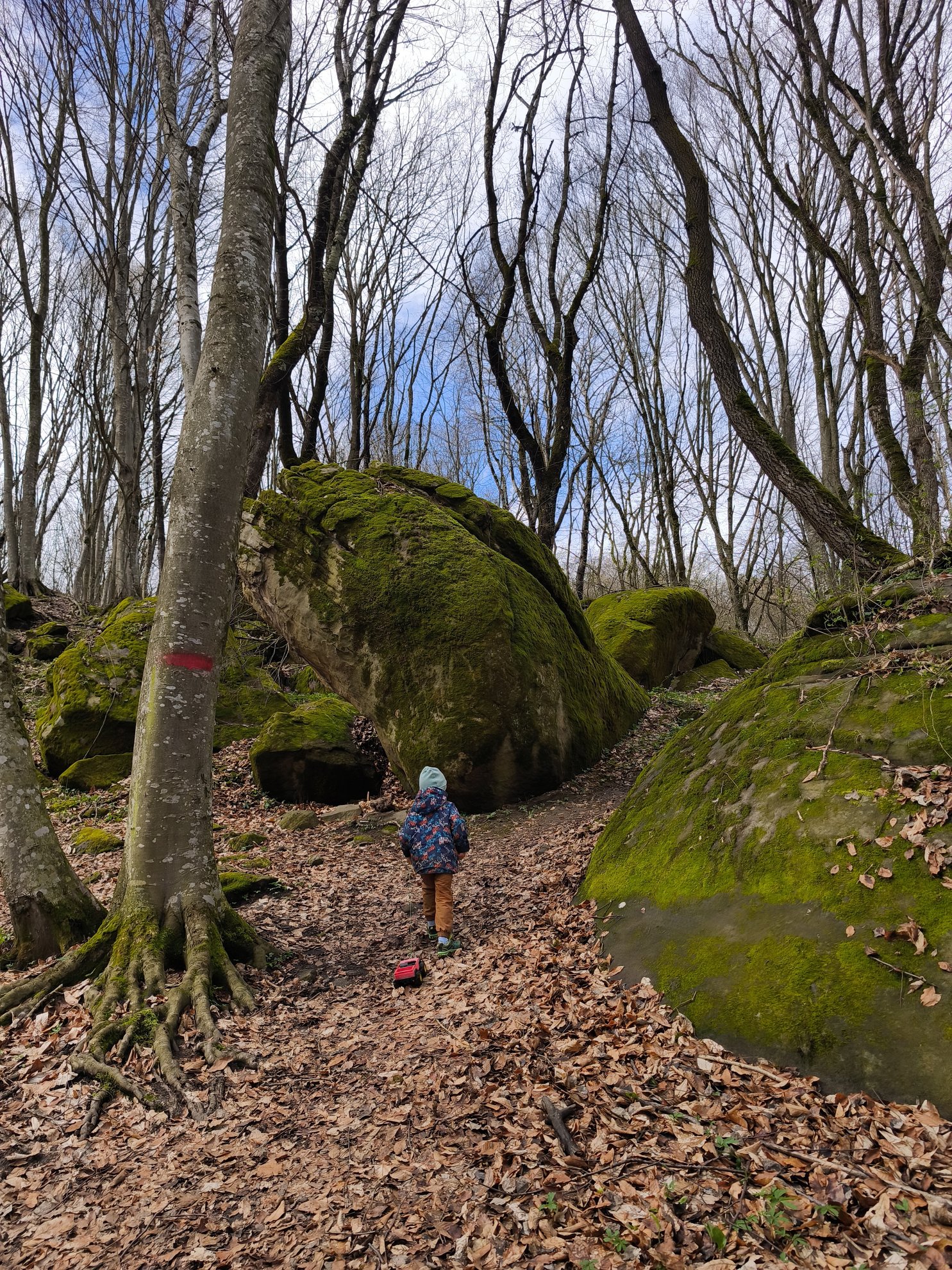 moss covered rocks and trees along a leaf covered path