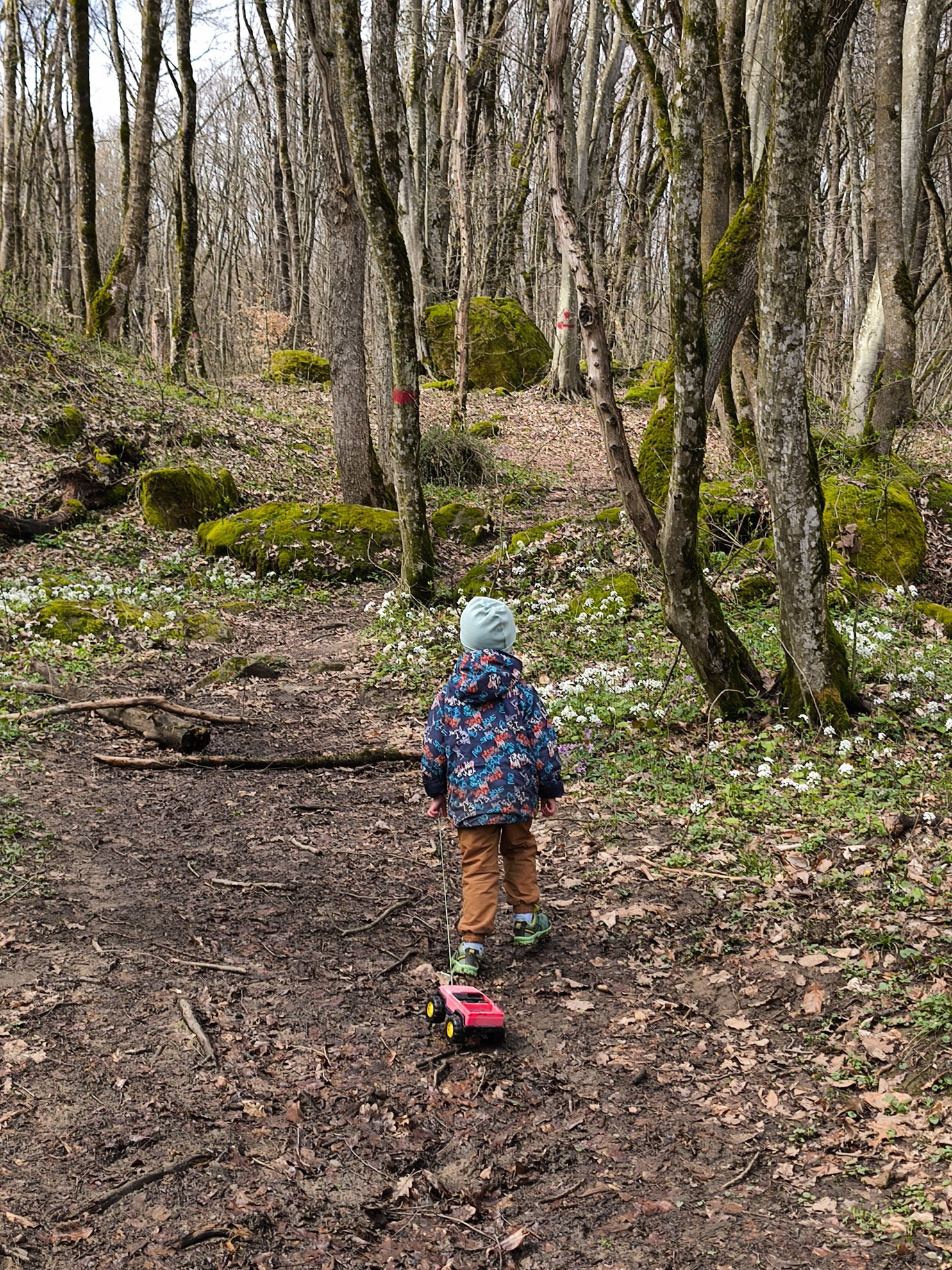 dirt path through a forest with mossy rocks