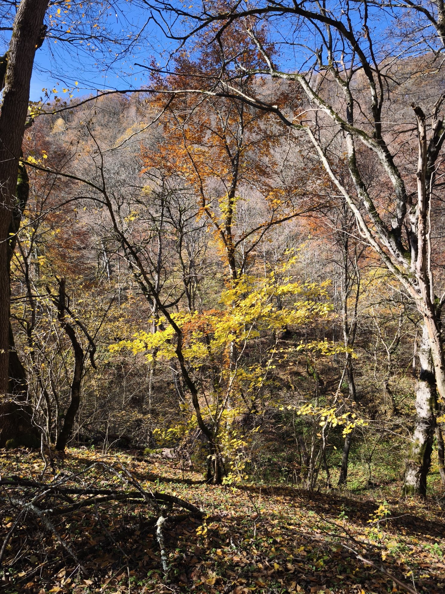 caminho na floresta com folhas amarelas e castanhas