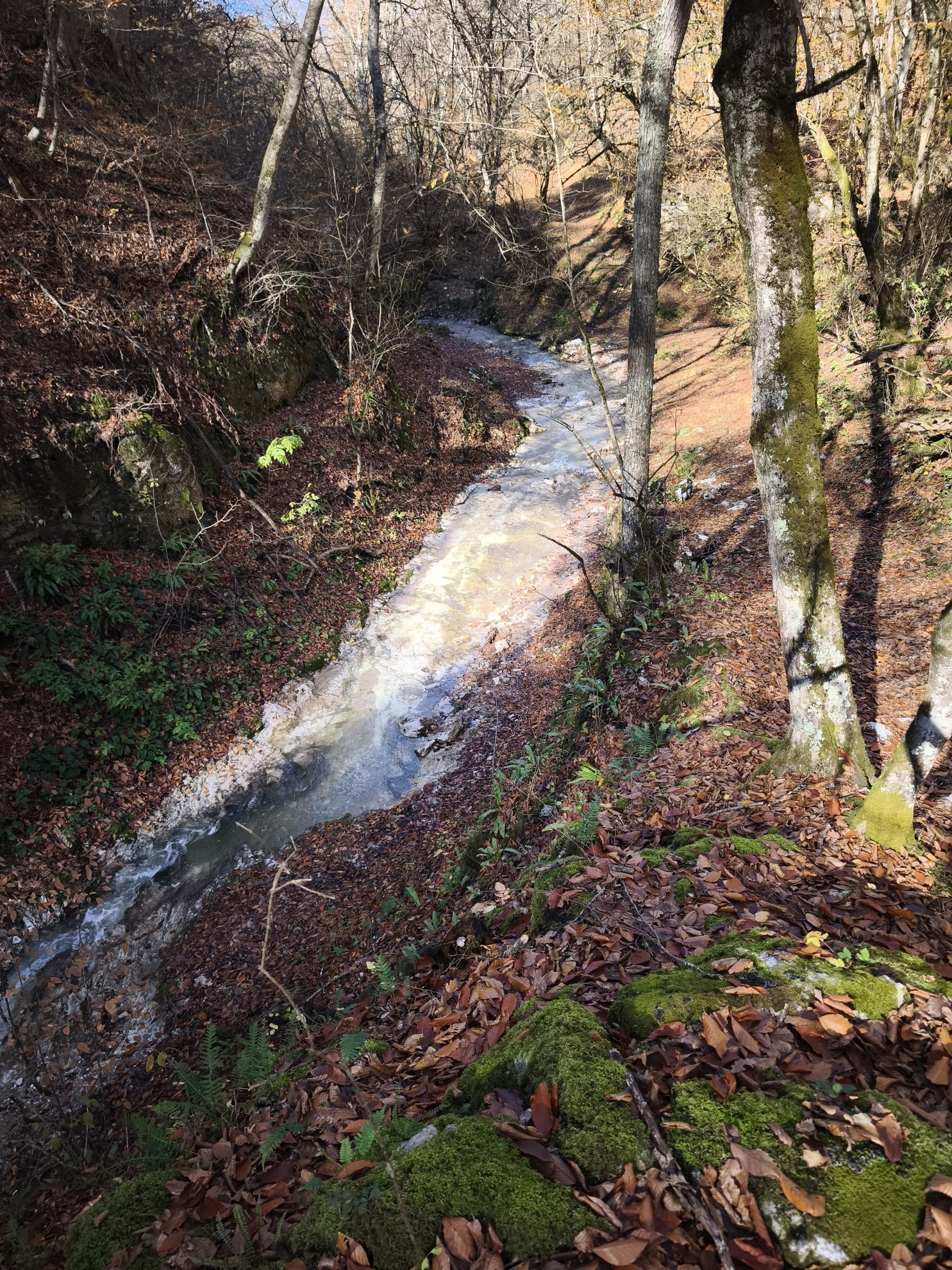 riacho a correr através de uma floresta