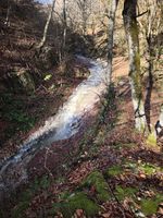 riacho a correr através de uma floresta