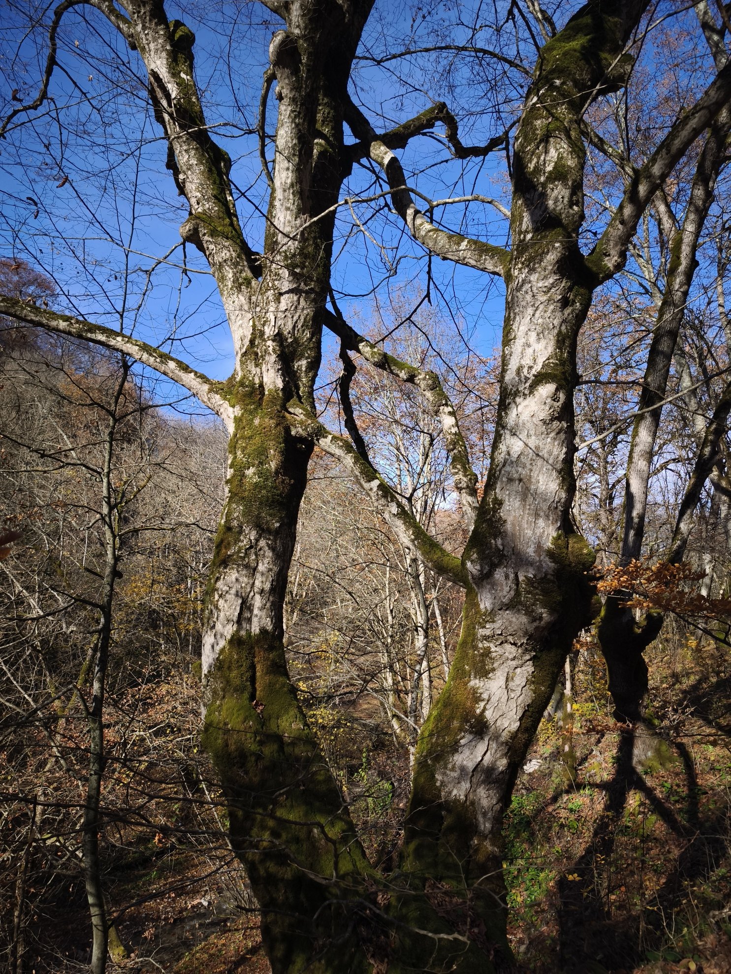 primeiro plano de troncos de árvores com musgo na floresta