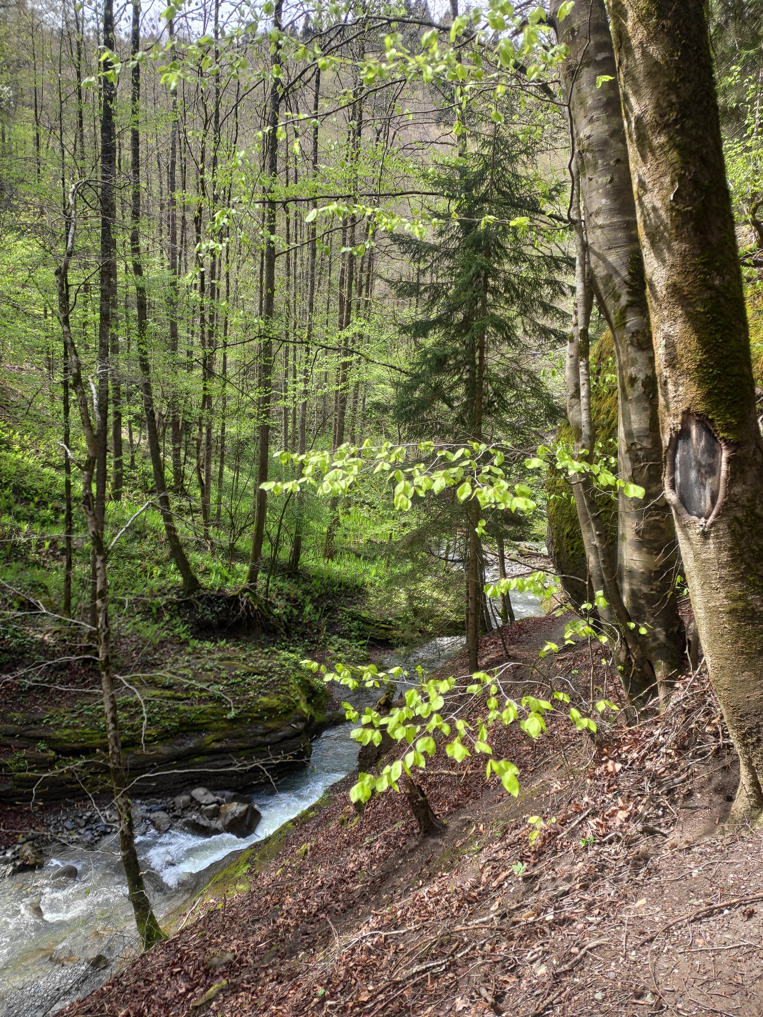 creek flowing through a forest