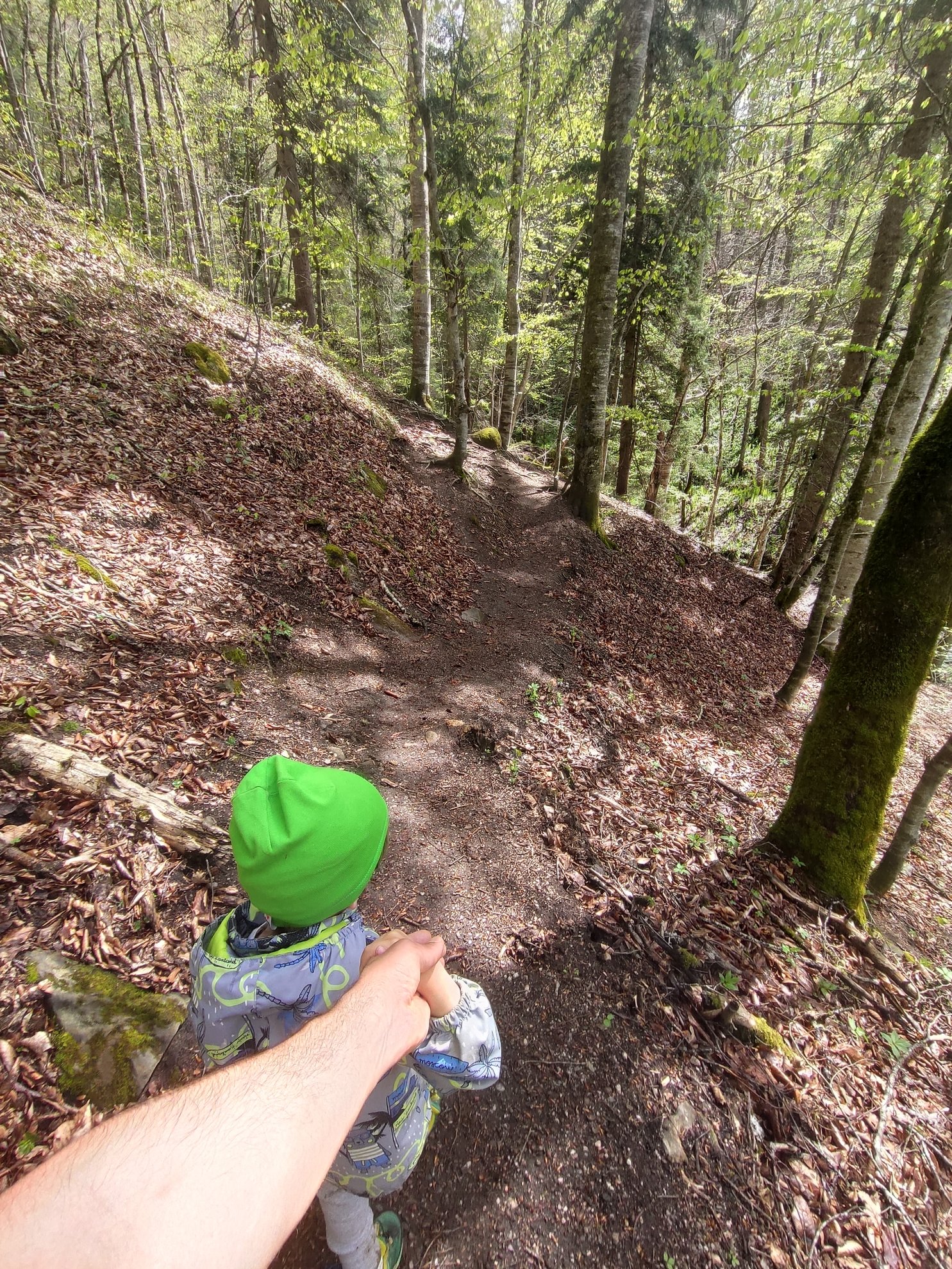dirt path through a forest