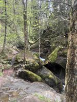 creek flowing through mossy rocks and trees