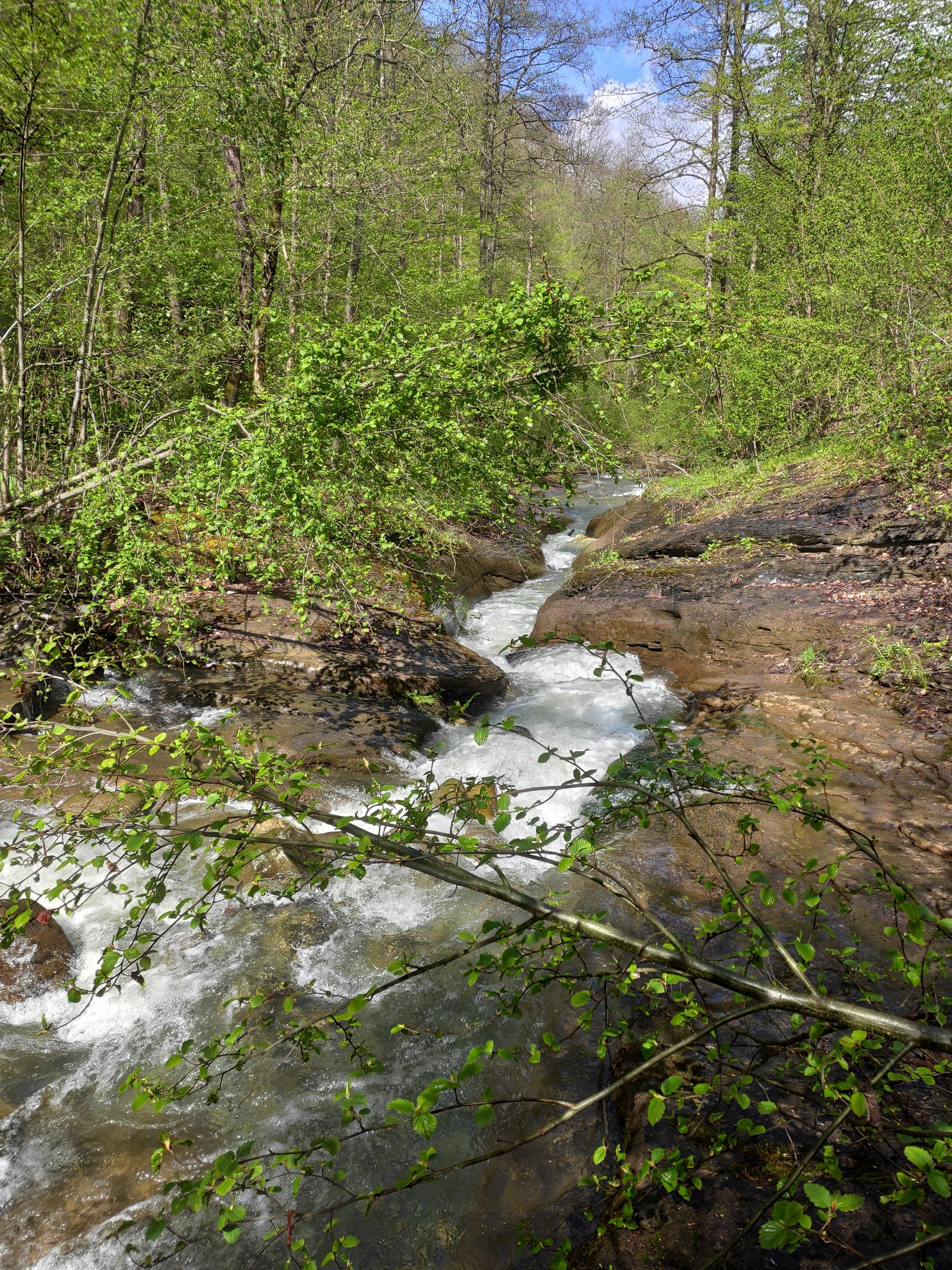 creek flowing through forest