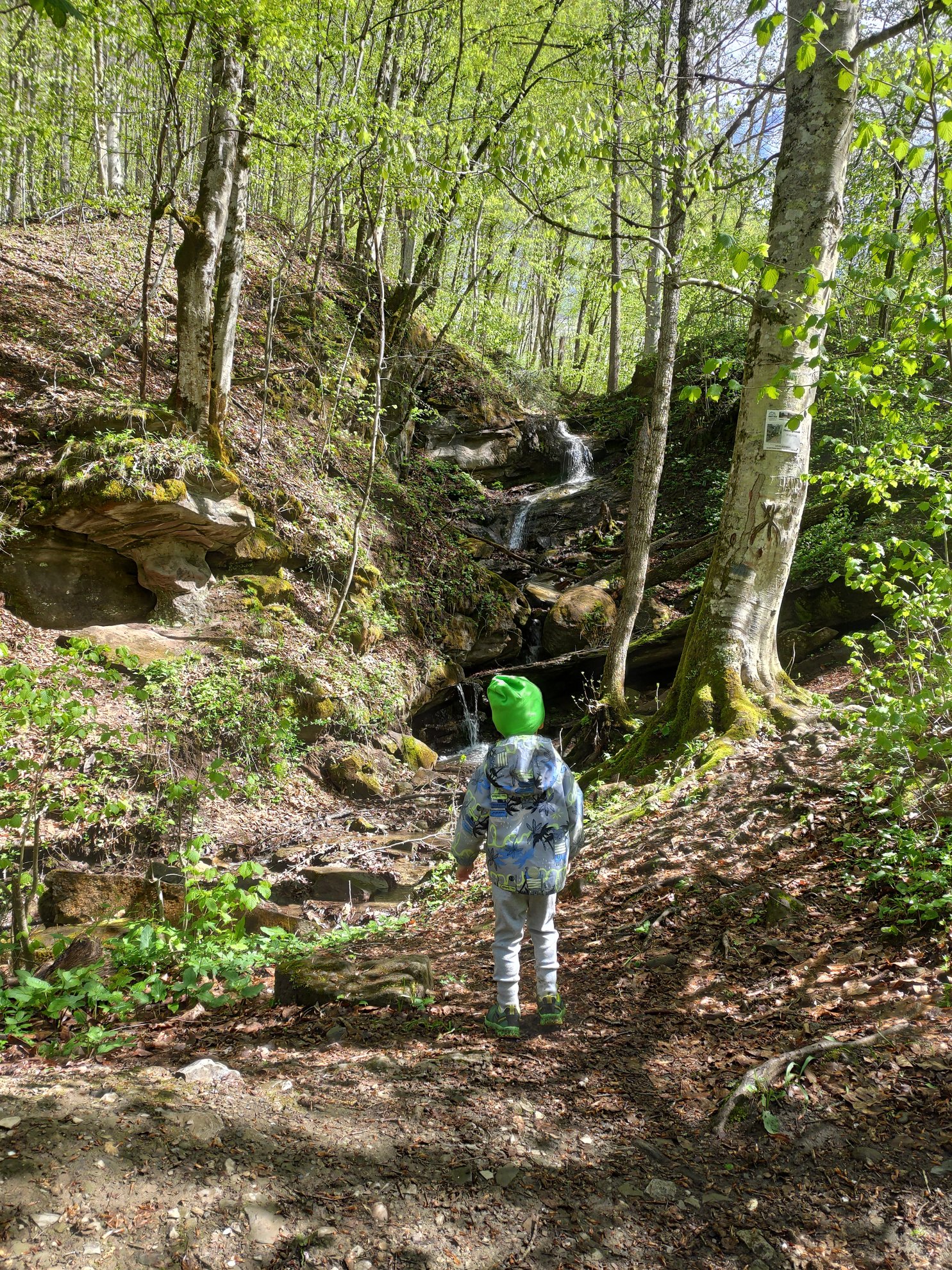 view of the waterfall from the forest path