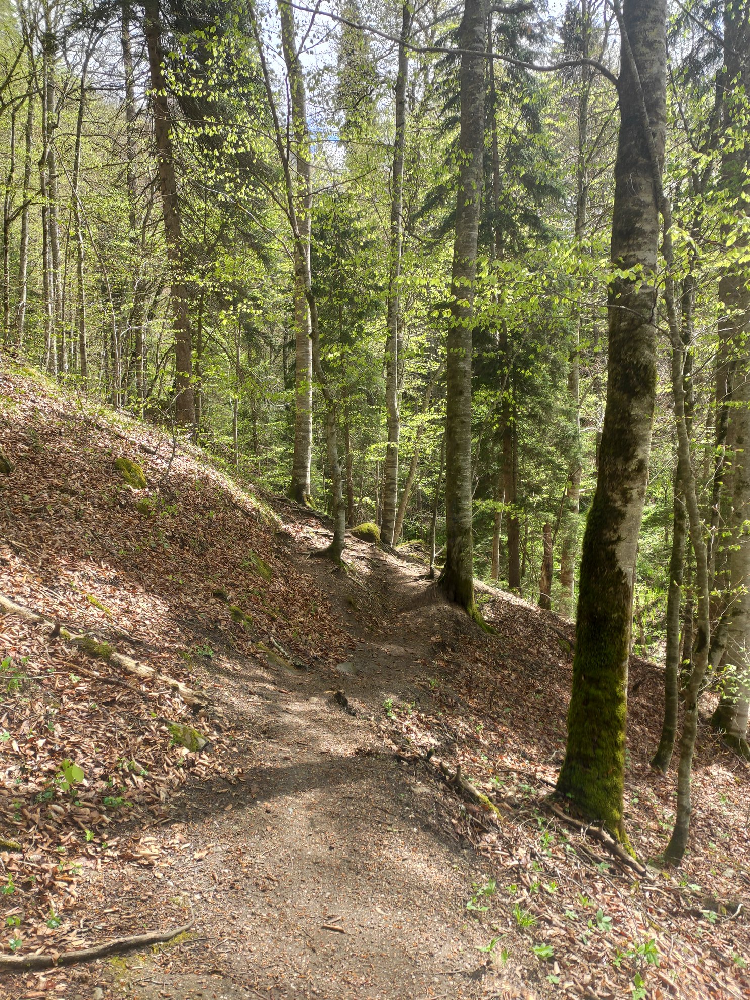 dirt path through a forest of deciduous and evergreen trees