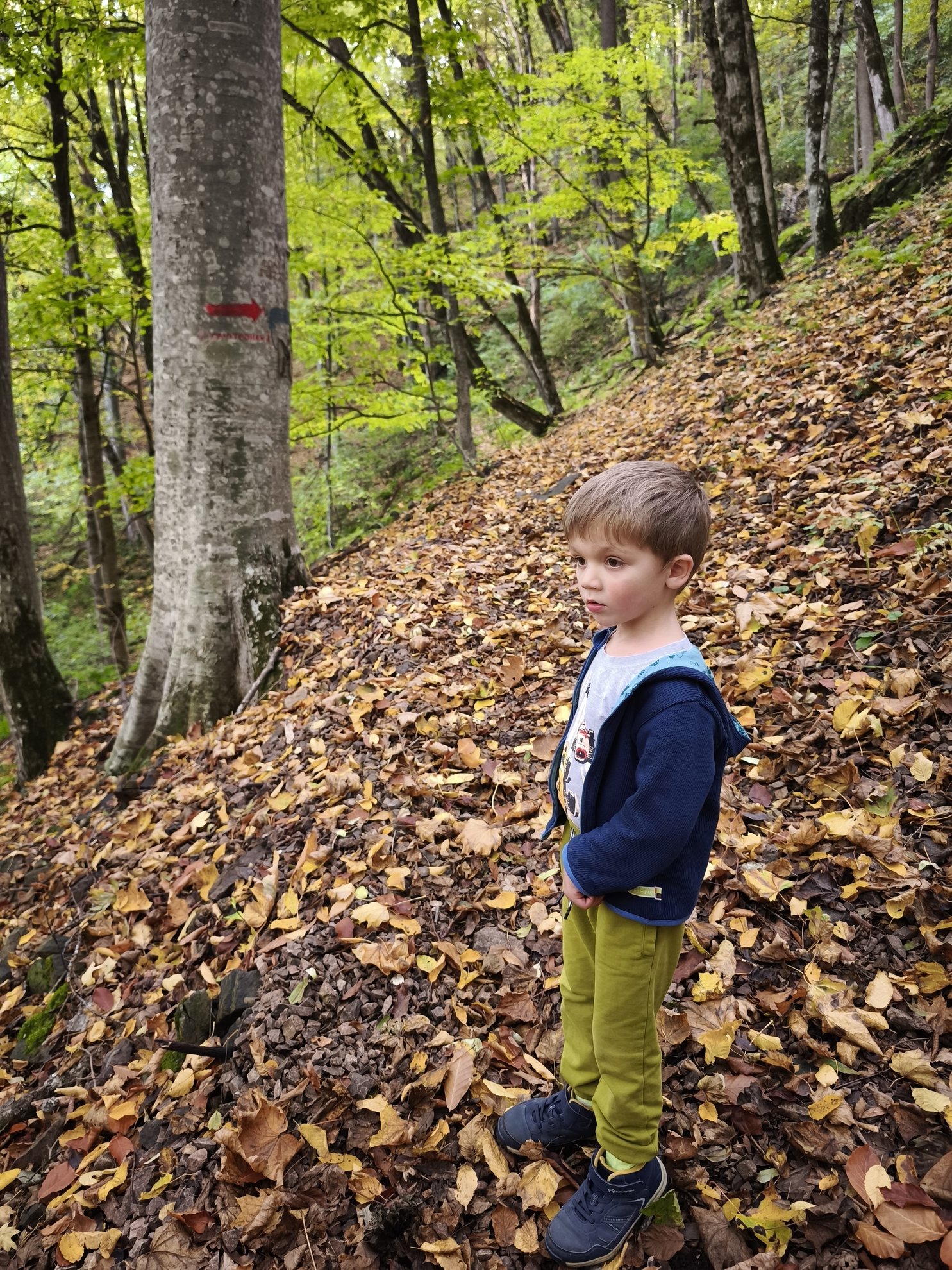 forest floor covered in fallen leaves next to a tree