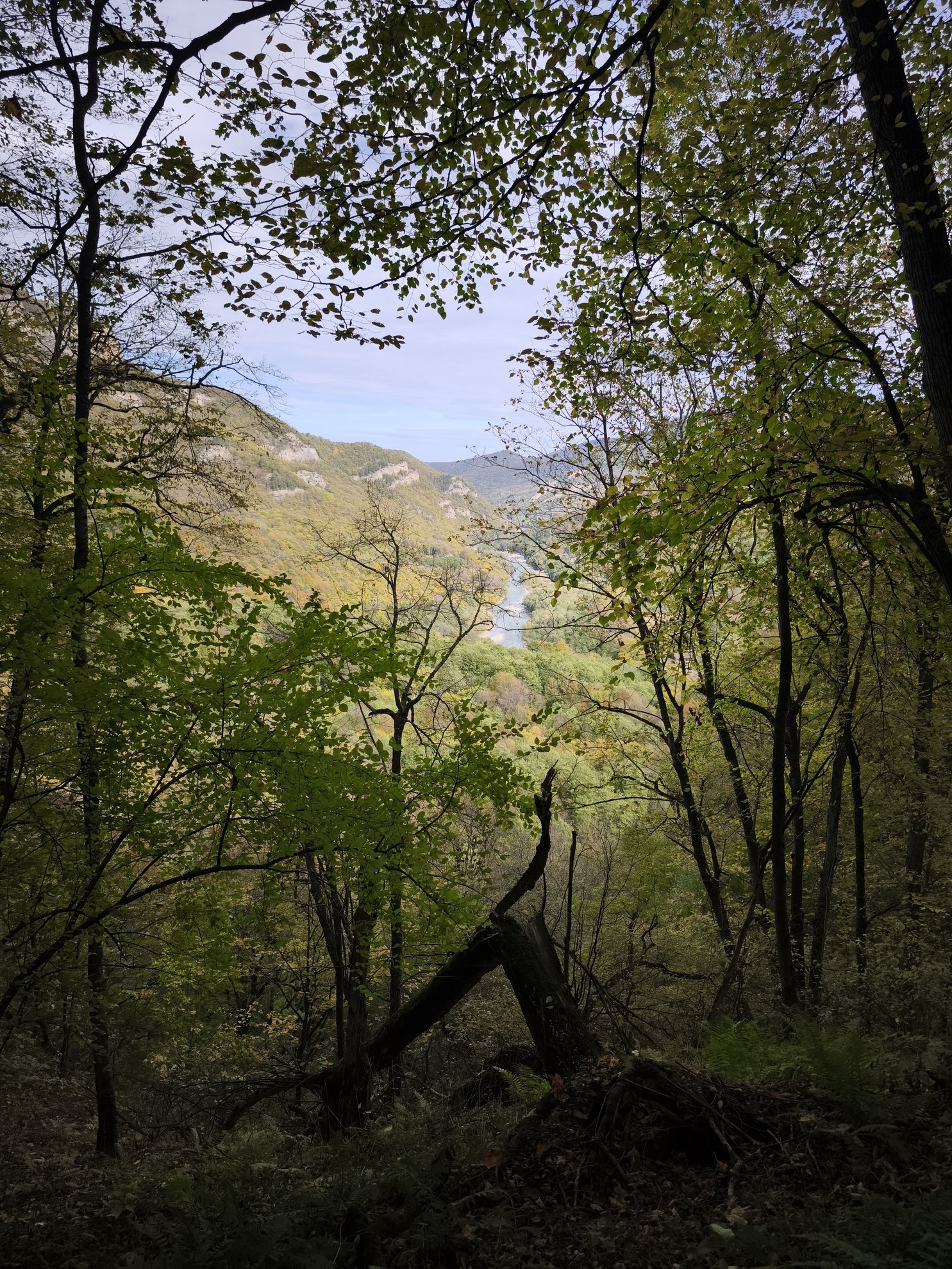 view of river and valley through forest trees