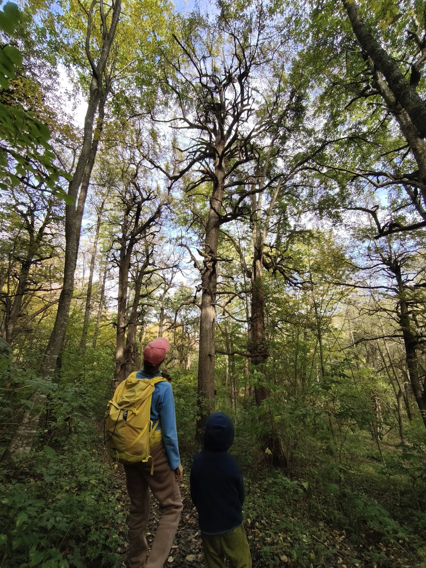 low angle view of tall trees in the forest
