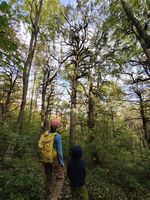 low angle view of tall trees in the forest